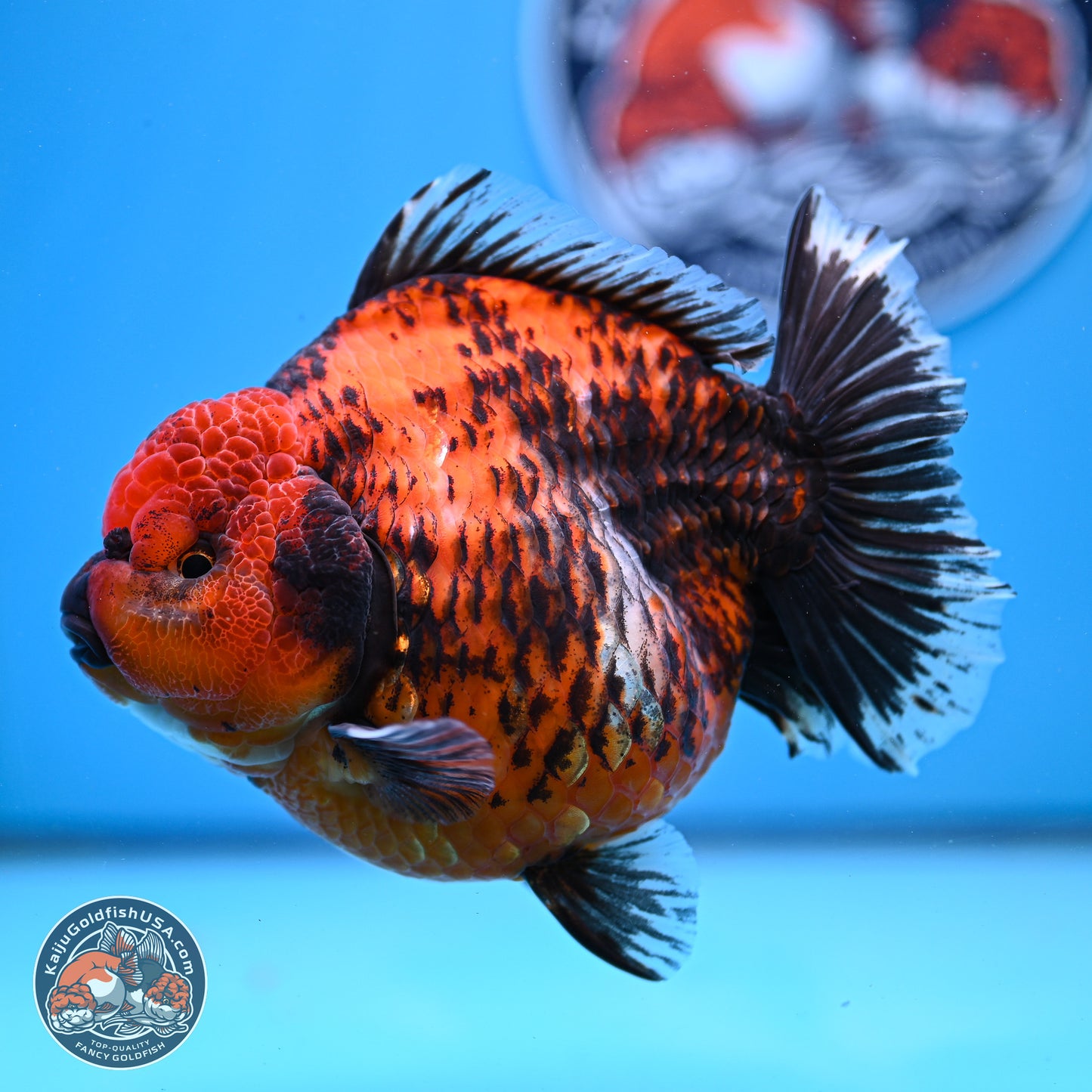 Jumbo Shogun Godzilla Red Kirin Oranda 5.2in Body (240823_OR4)- Overnight shipping only - Kaiju Goldfish USA