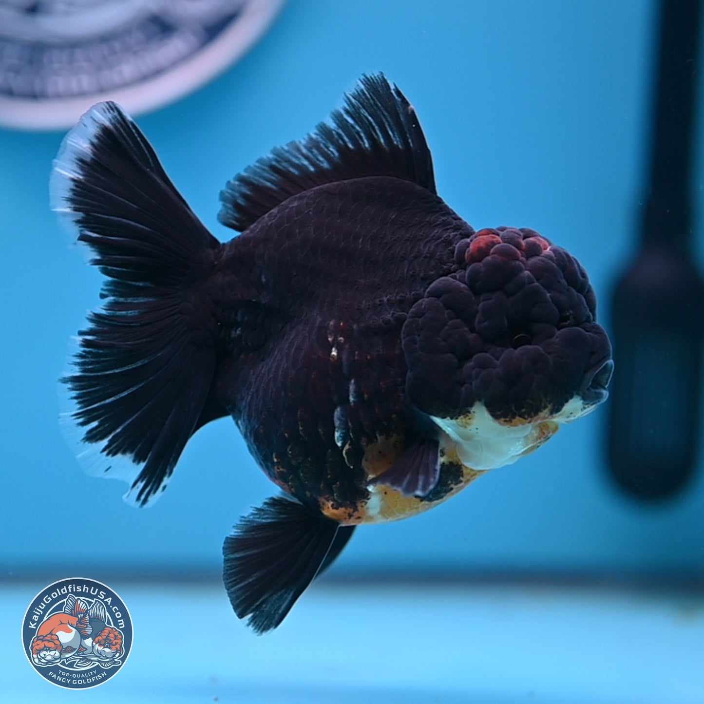 Kirin Rose Tail Oranda 4.5 inches (241101_OR04) - Kaiju Goldfish USA