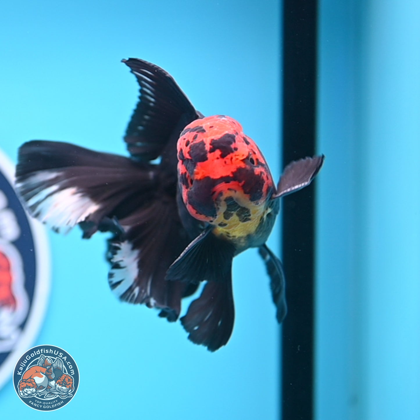 Red Head Black Body Orchid Tail Oranda 3.25in Body (240830_OR04) - Kaiju Goldfish USA