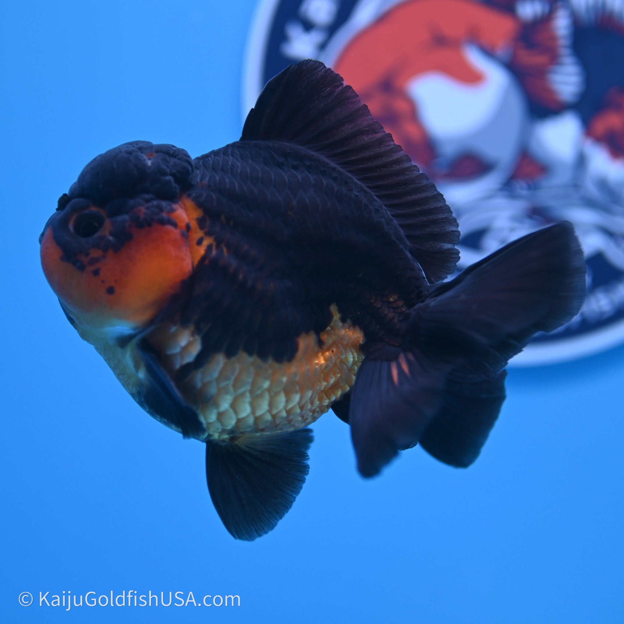 Shogun Godzilla Apache Oranda Goldfish for Sale | Kaiju Goldfish USA