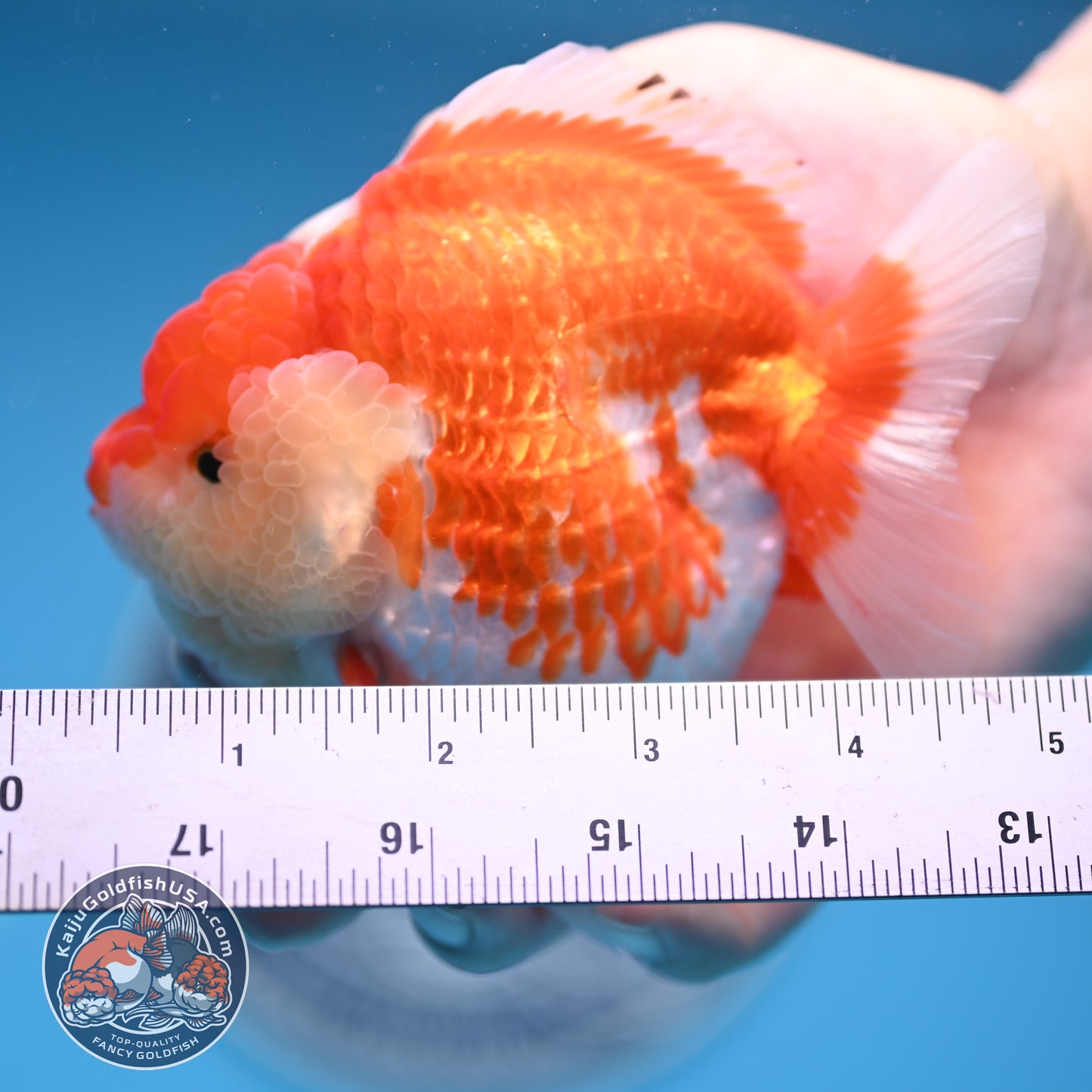 Red White Oranda 4 inches Body (250530_OR04)