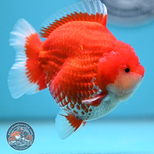 Red White YuanBao Oranda 4 inches Body (250509_OR04)
