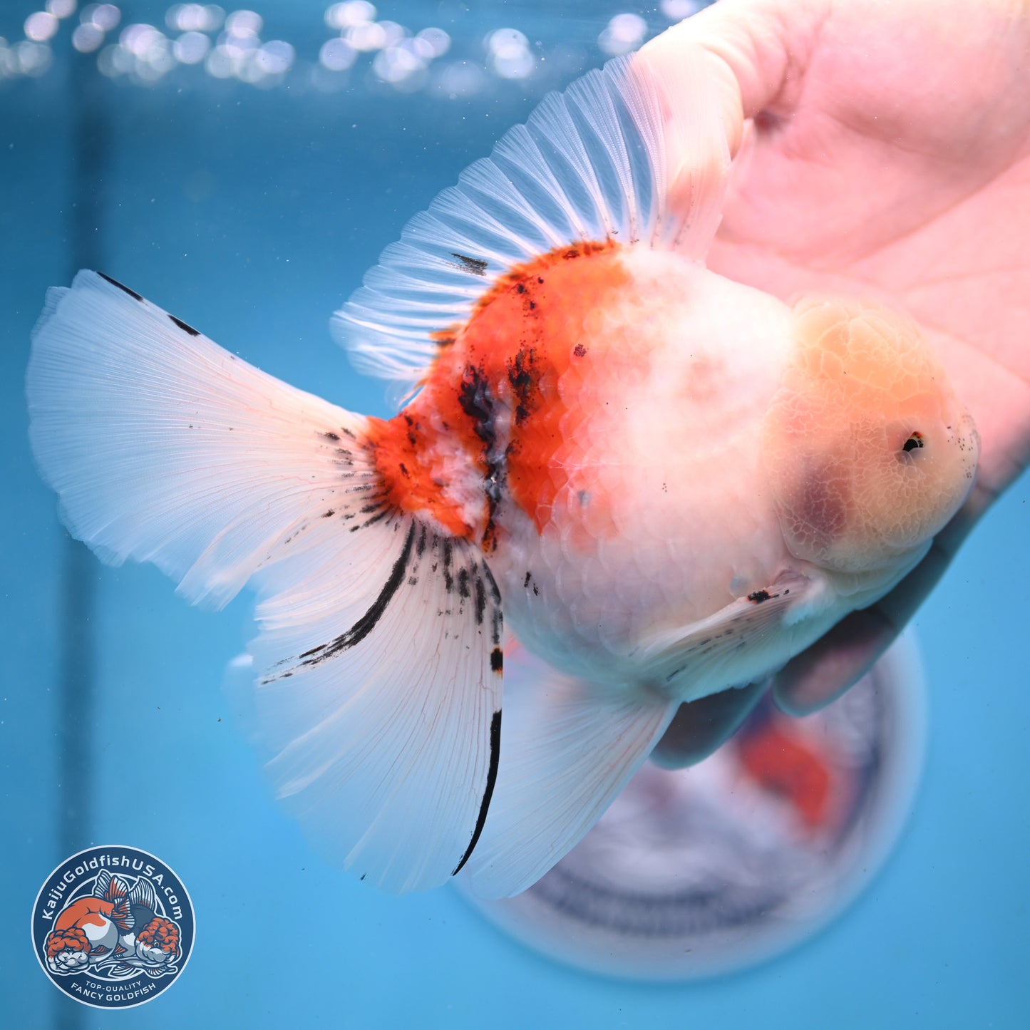 Calico Rose Tail Oranda 6 inches - Male (241122_OR04) - Kaiju Goldfish USA