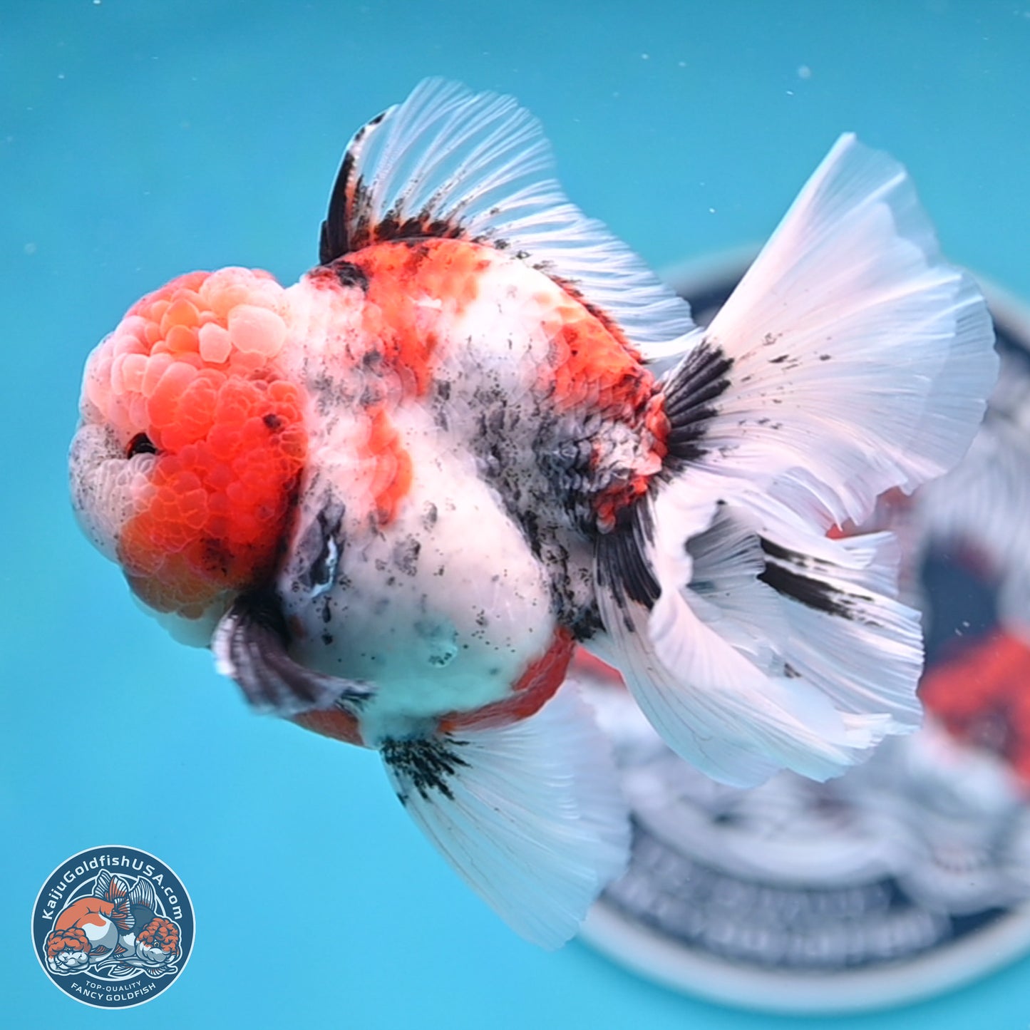 Tricolor Tiger Rose Tail Oranda 3.5 inches Body - Male (250404_OR04)