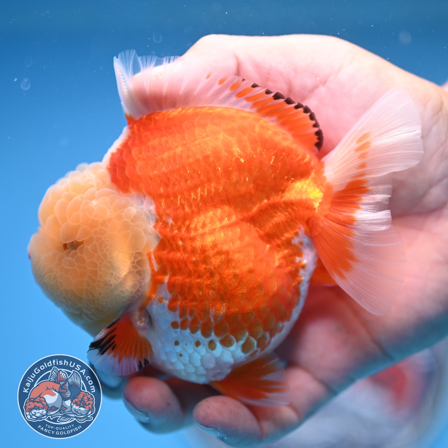 Jade Head Red White Oranda 3.5 inches Body (250523_OR04)