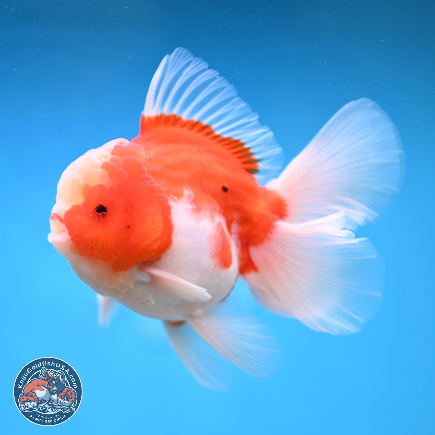 Sakura Rose Tail Oranda 3.5 inches Body - Male (250207_OR04)