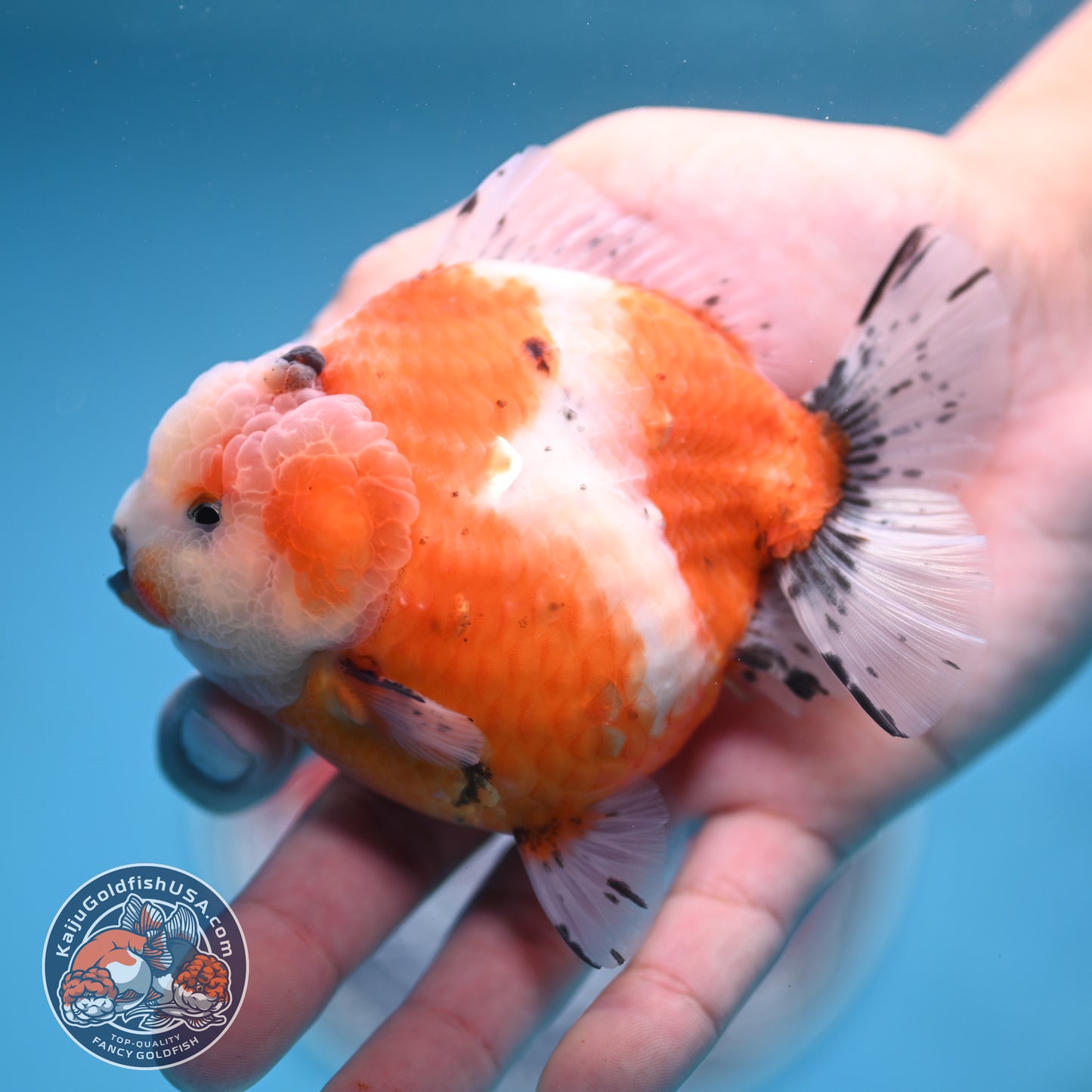Shogun Tricolor Sakura Oranda 3.8 inches Body (250606_OR04)