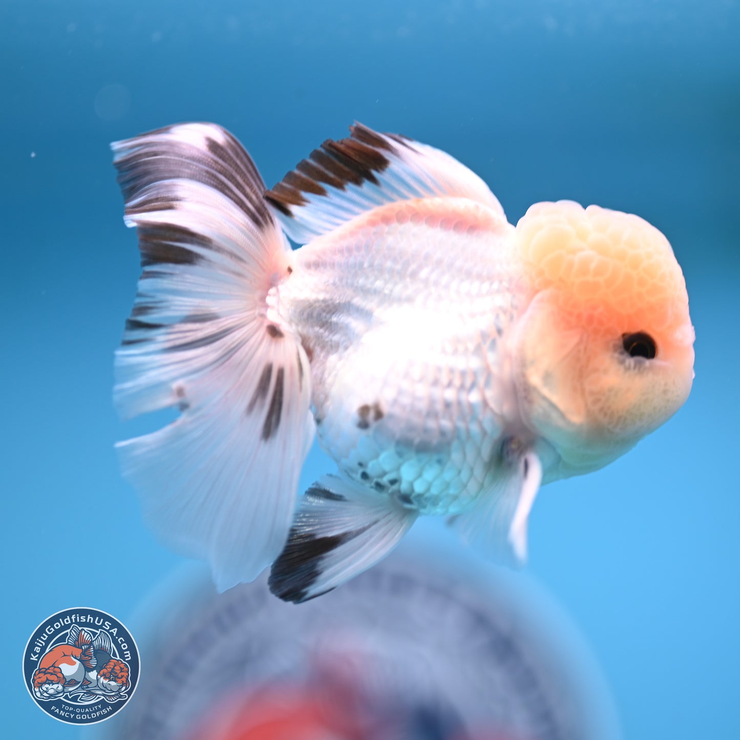 Panda Rose Tail Oranda 3.8 inches (241018_OR04)