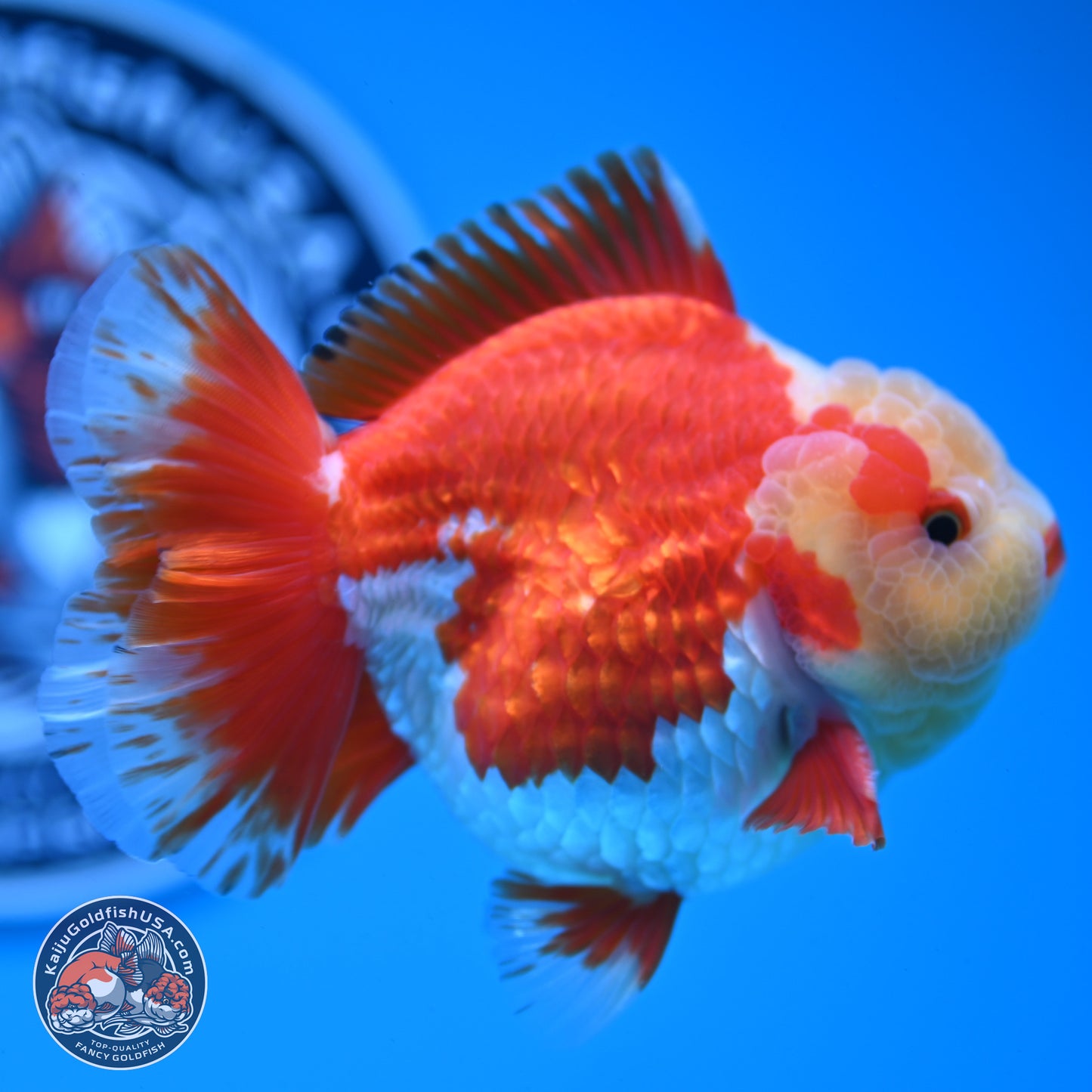 Jade Head Red White YuanBao Oranda 3.5 inches Body - Male (250228_OR04)