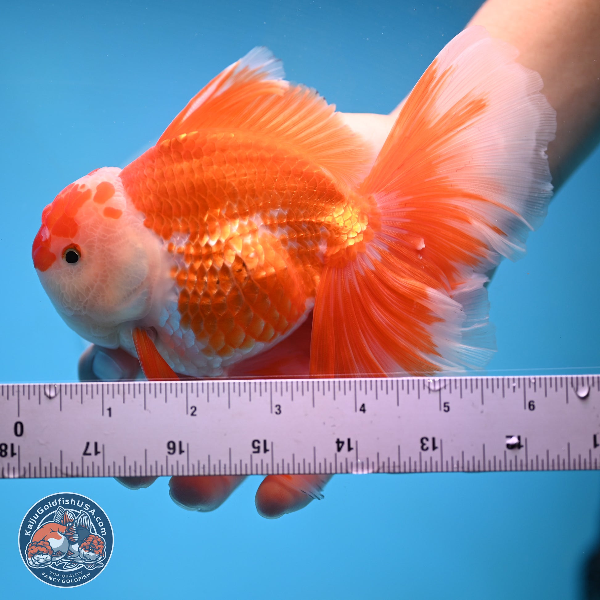 Red White Orchid Tail Oranda 4-6 inches (240906_OR04) - Kaiju Goldfish USA