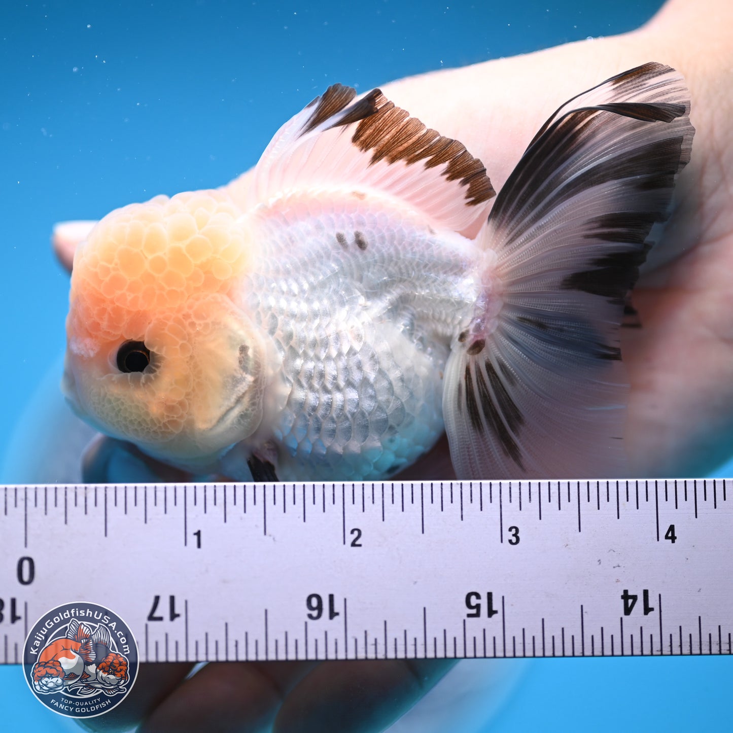 Panda Rose Tail Oranda 3.8 inches (241018_OR04)