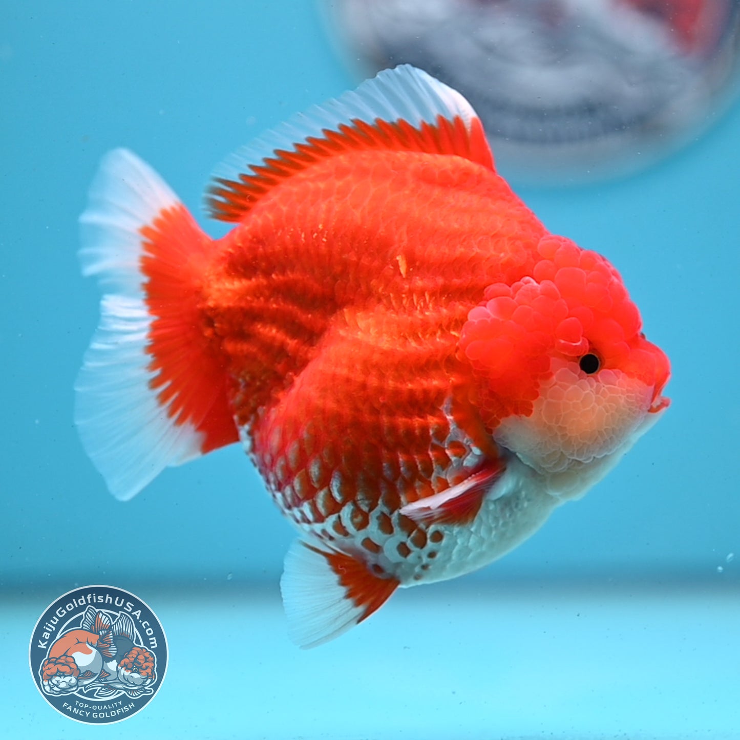 Red White YuanBao Oranda 4 inches Body (250509_OR04)