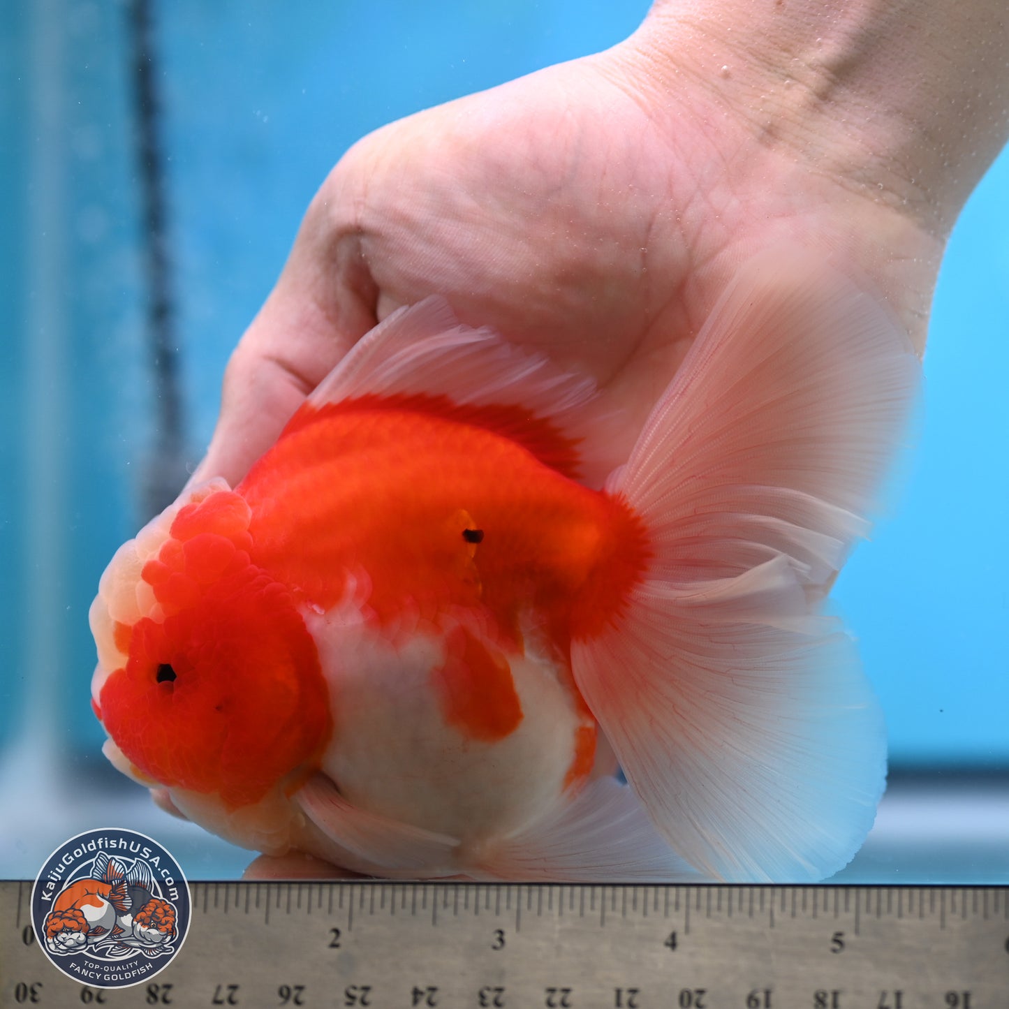 Sakura Rose Tail Oranda 3.5 inches Body - Male (250207_OR04)