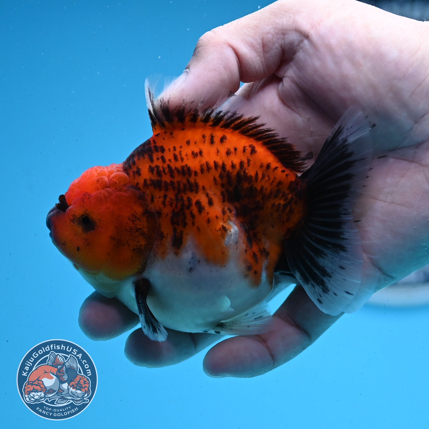 Shogun Tiger Oranda 3.5 inches Body - Male (250418_OR04)