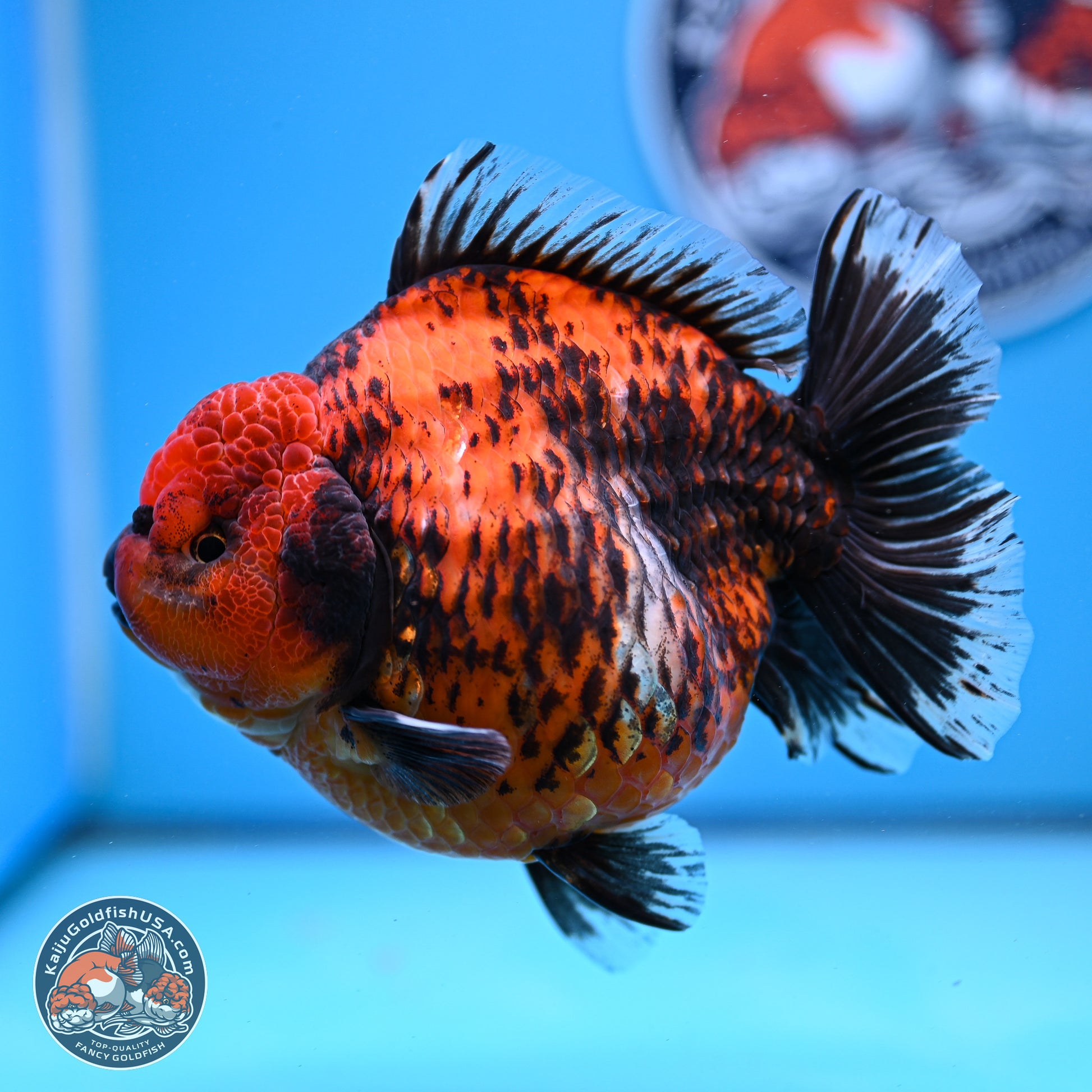 Jumbo Shogun Godzilla Red Kirin Oranda 5.2in Body (240823_OR4)- Overnight shipping only - Kaiju Goldfish USA