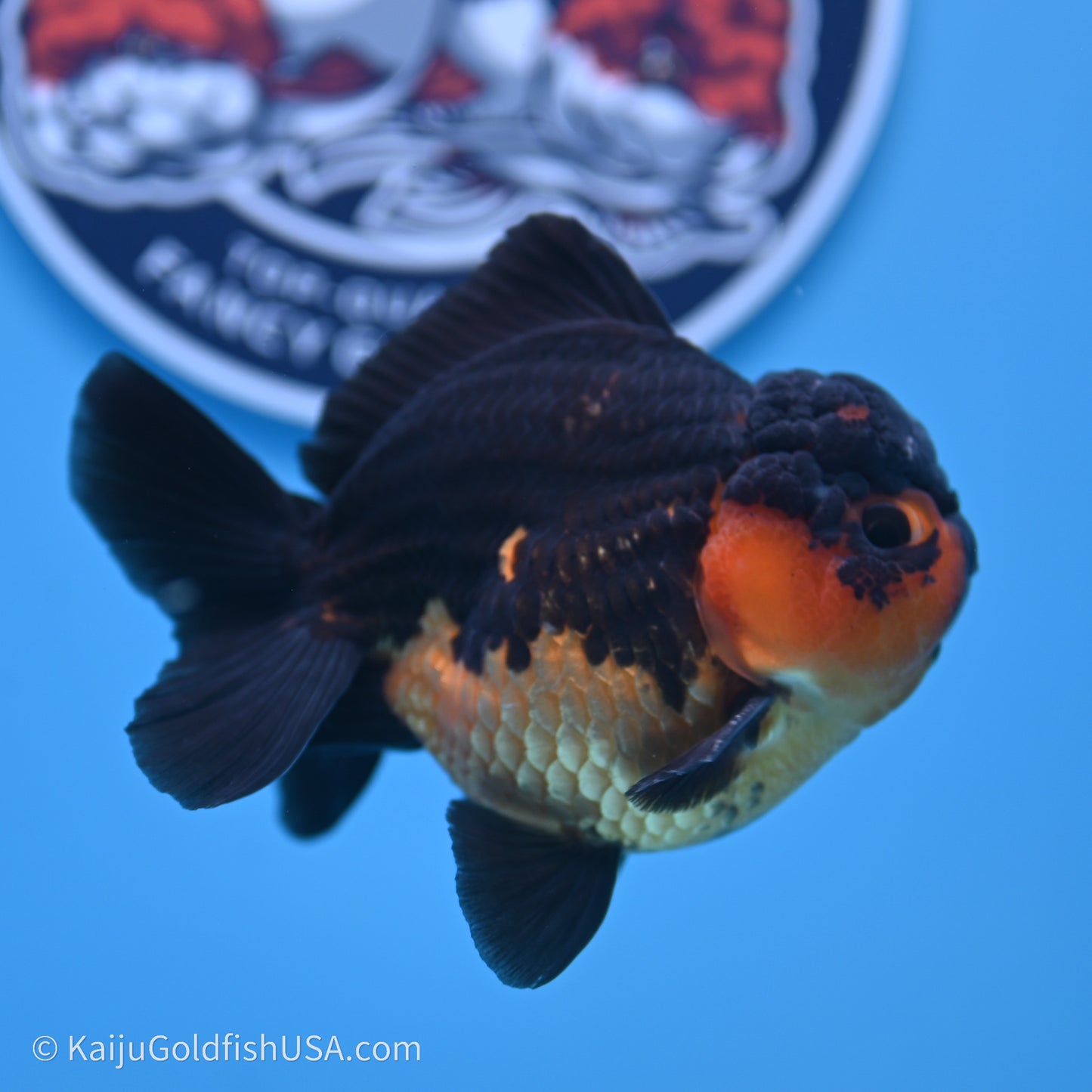 Shogun Godzilla Apache Oranda 3.5in Body (240719_OR04) - Kaiju Goldfish USA