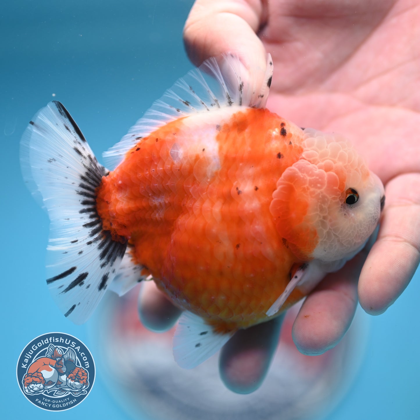 Shogun Tricolor Sakura Oranda 3.8 inches Body (250606_OR04)