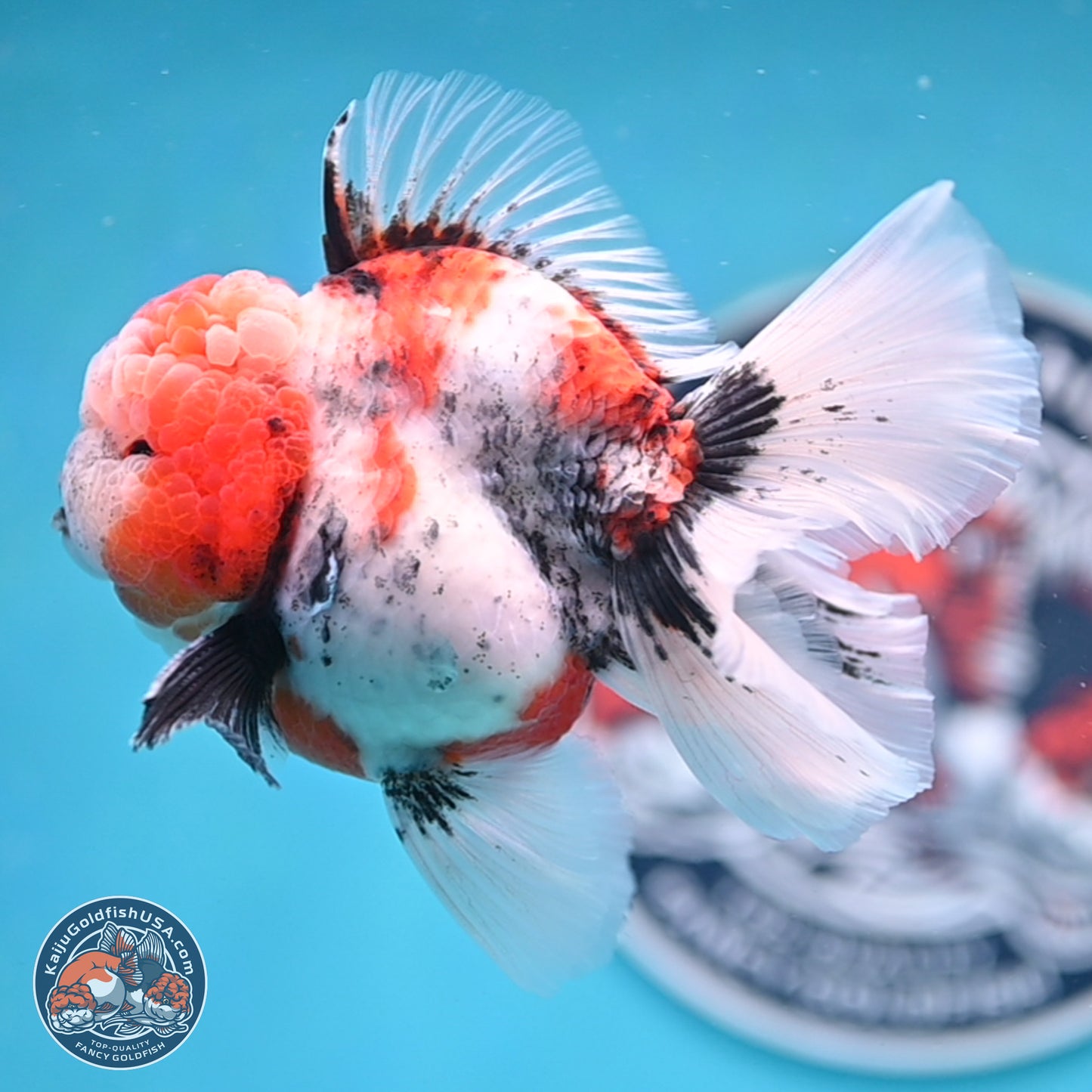 Tricolor Tiger Rose Tail Oranda 3.5 inches Body - Male (250404_OR04)