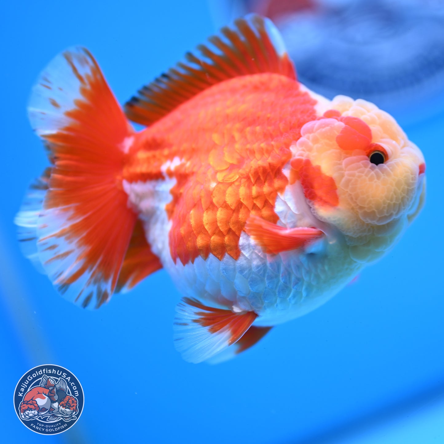 Jade Head Red White YuanBao Oranda 3.5 inches Body - Male (250228_OR04)