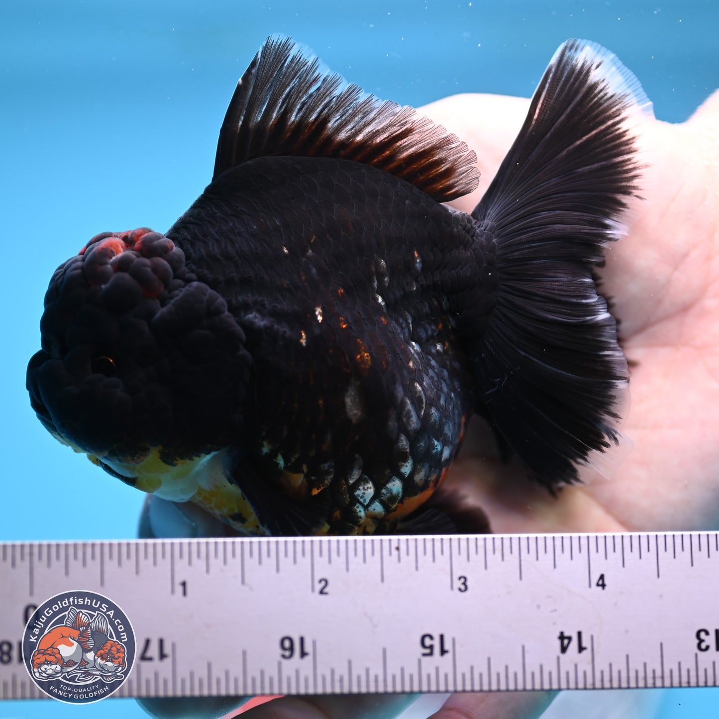 Kirin Rose Tail Oranda 4.5 inches (241101_OR04) - Kaiju Goldfish USA