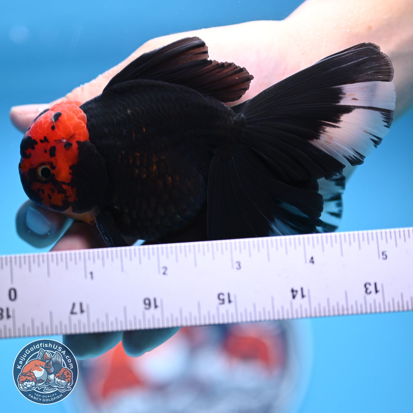 Red Head Black Body Orchid Tail Oranda 3.25in Body (240830_OR04) - Kaiju Goldfish USA