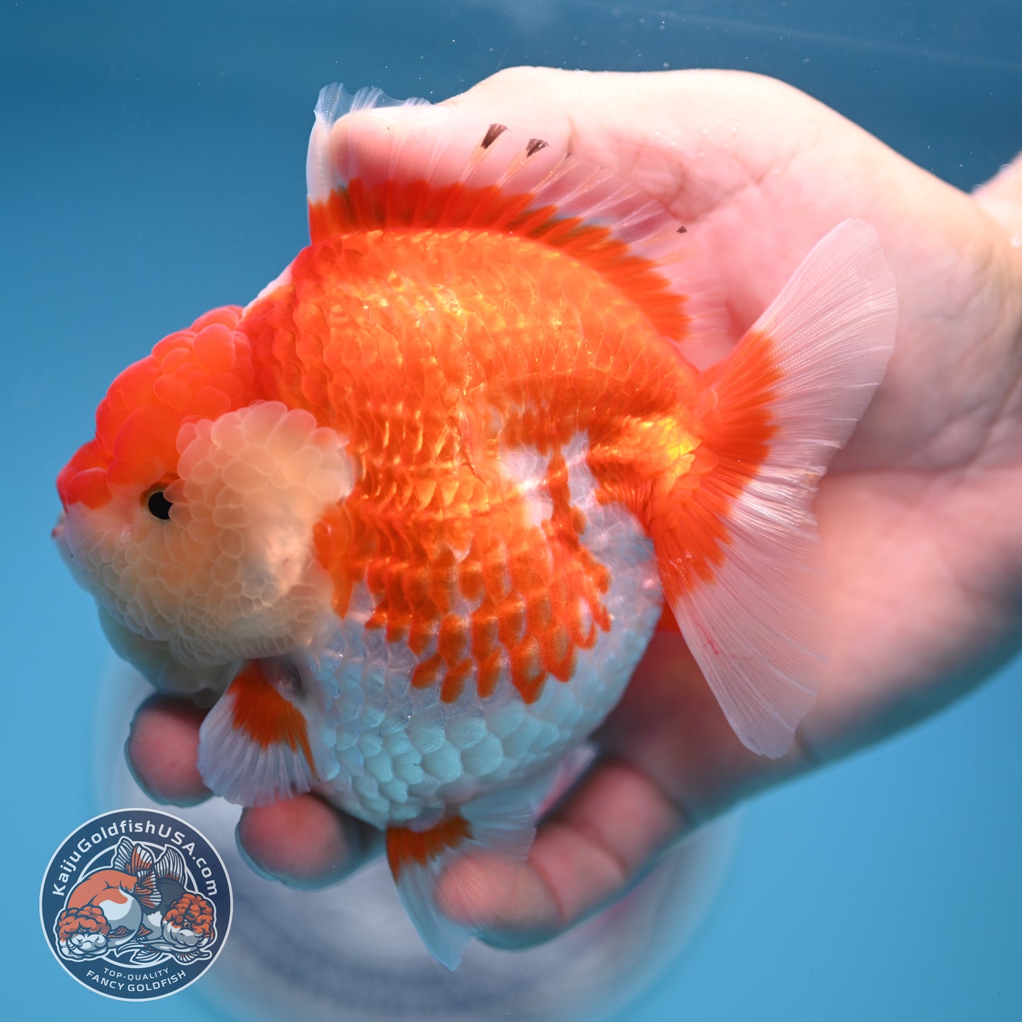 Red White Oranda 4 inches Body (250530_OR04)