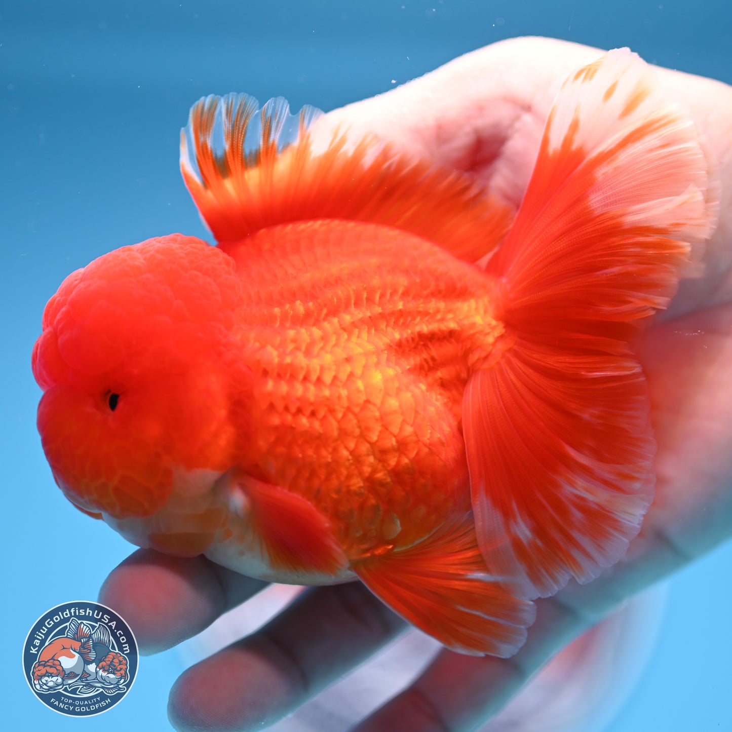 Red White Rose Tail Oranda 3.5 inches Body - Male (250314_OR04)