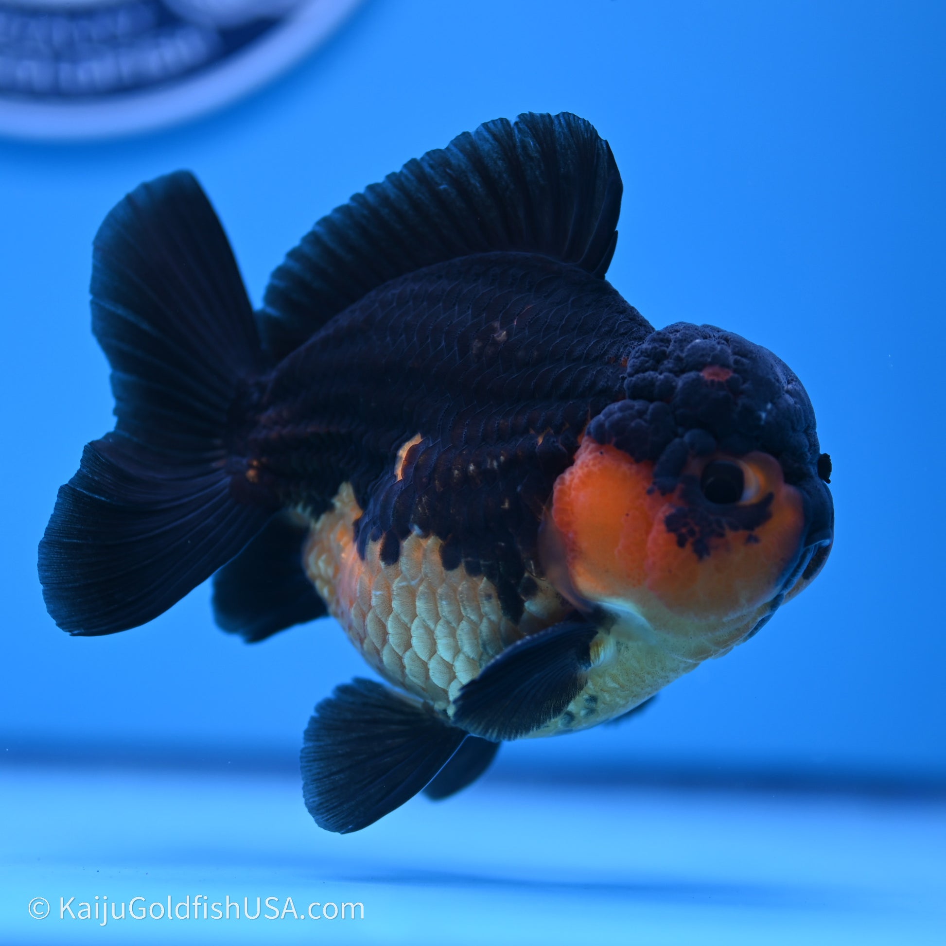 Shogun Godzilla Apache Oranda 3.5in Body (240719_OR04) - Kaiju Goldfish USA