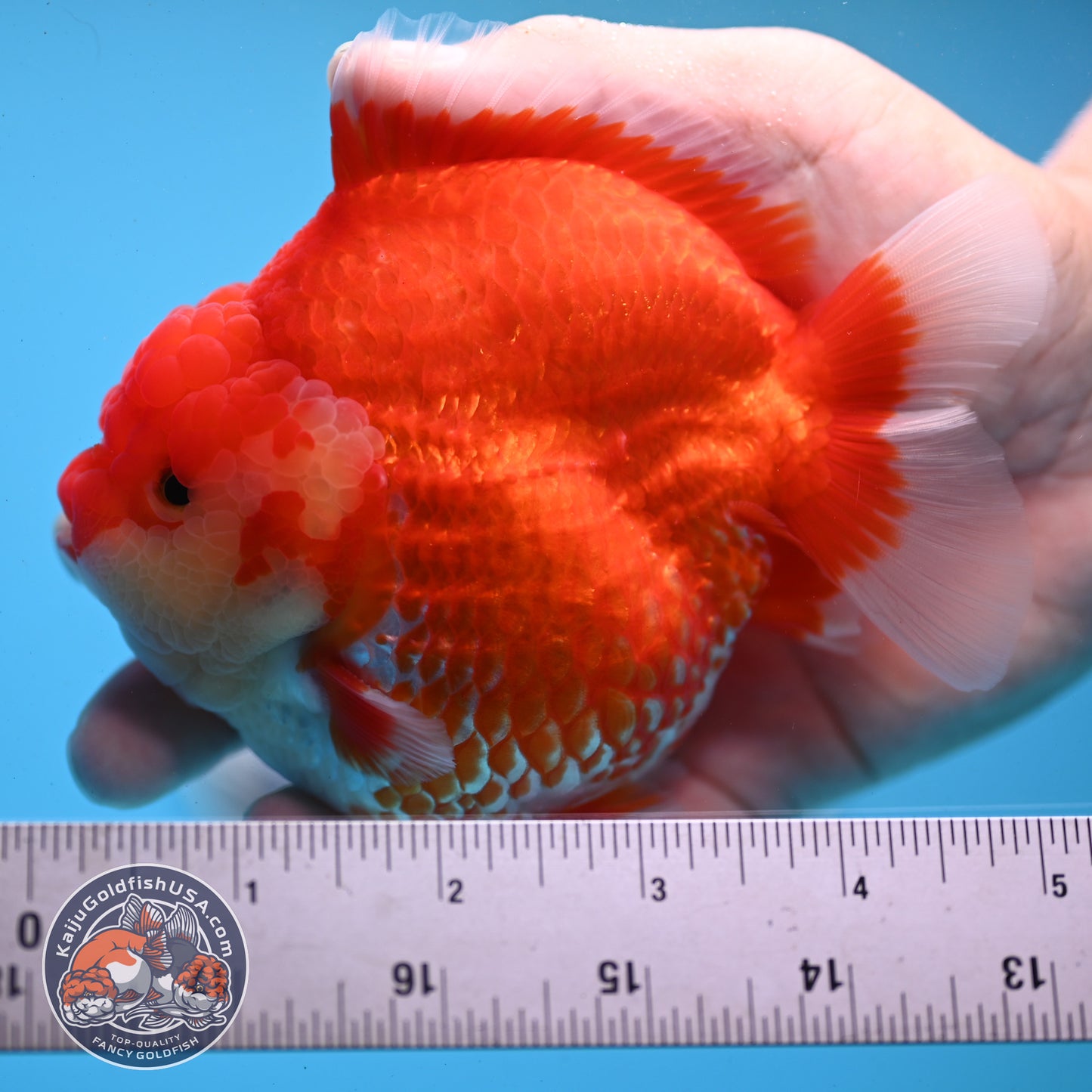 Red White YuanBao Oranda 4 inches Body (250509_OR04)