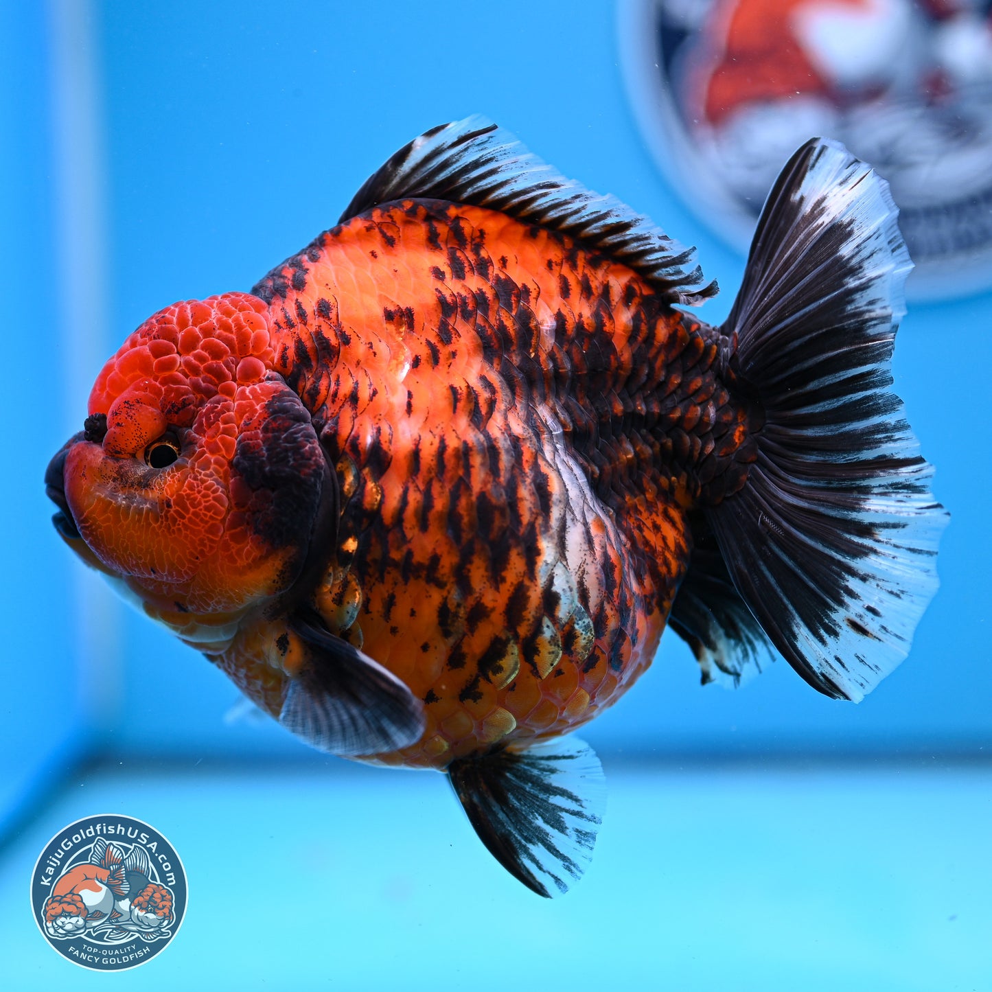 Jumbo Shogun Godzilla Red Kirin Oranda 5.2in Body (240823_OR4)- Overnight shipping only - Kaiju Goldfish USA