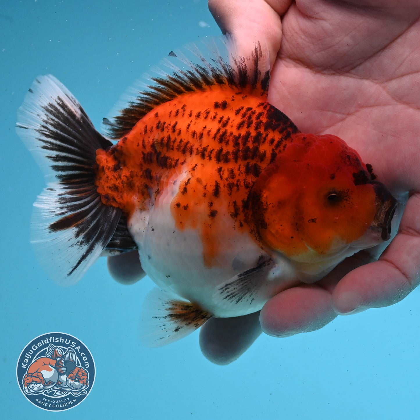 Shogun Tiger Oranda 3.5 inches Body - Male (250418_OR04)