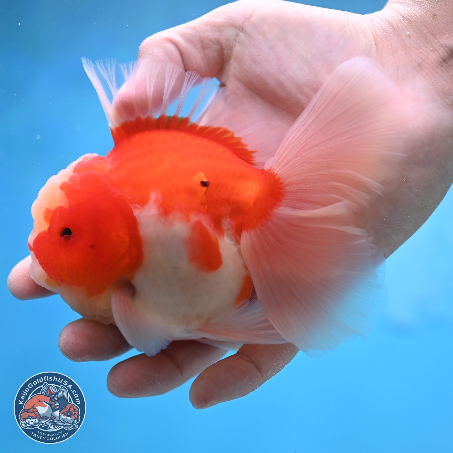 Sakura Rose Tail Oranda 3.5 inches Body - Male (250207_OR04)