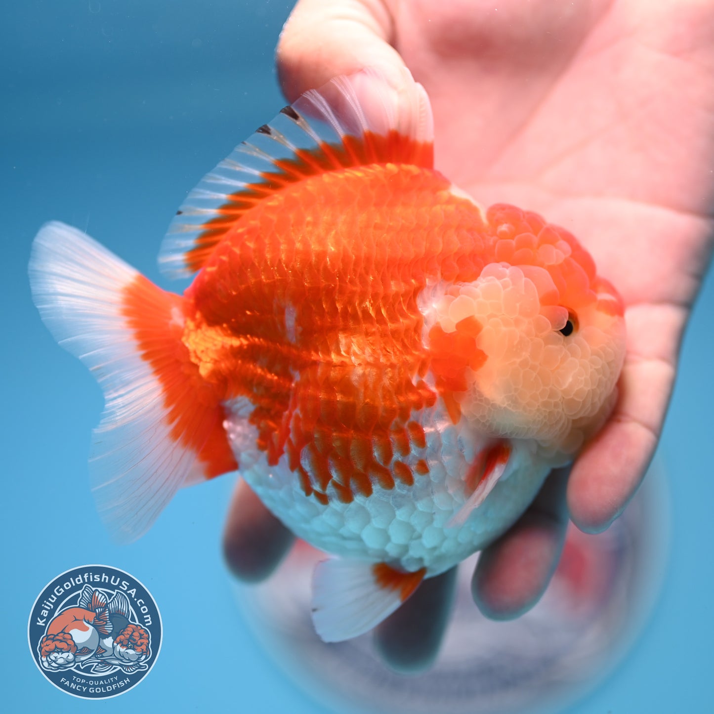 Red White Oranda 4 inches Body (250530_OR04)