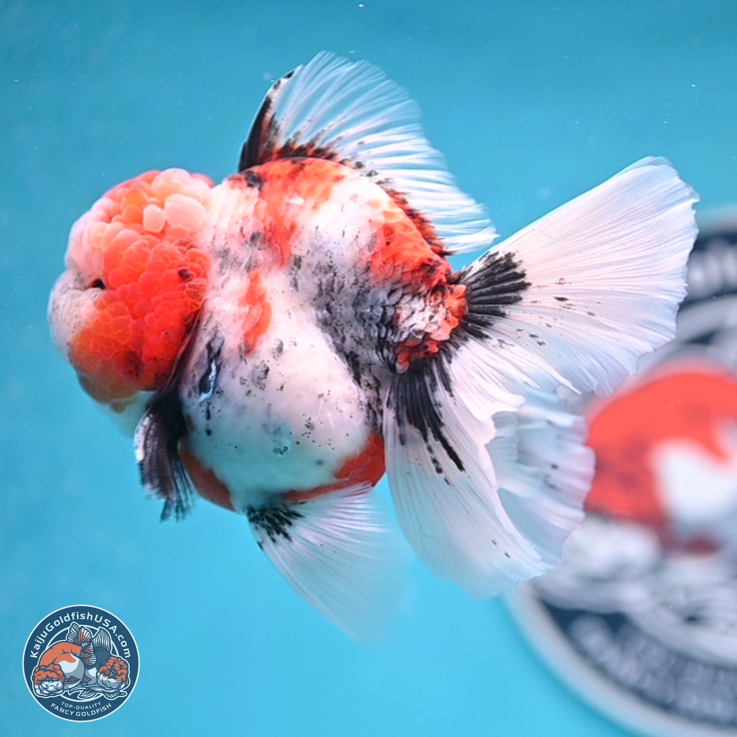 Tricolor Tiger Rose Tail Oranda 3.5 inches Body - Male (250404_OR04)