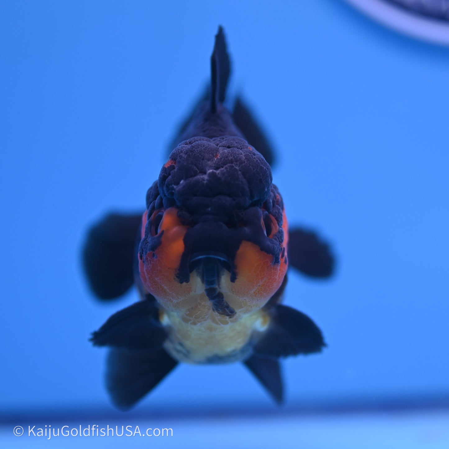 Shogun Godzilla Apache Oranda 3.5in Body (240719_OR04) - Kaiju Goldfish USA