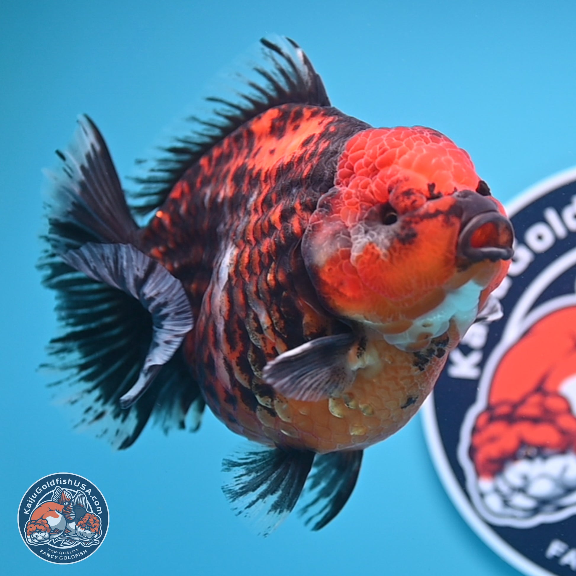 Jumbo Shogun Godzilla Red Kirin Oranda 5.2in Body (240823_OR4)- Overnight shipping only - Kaiju Goldfish USA