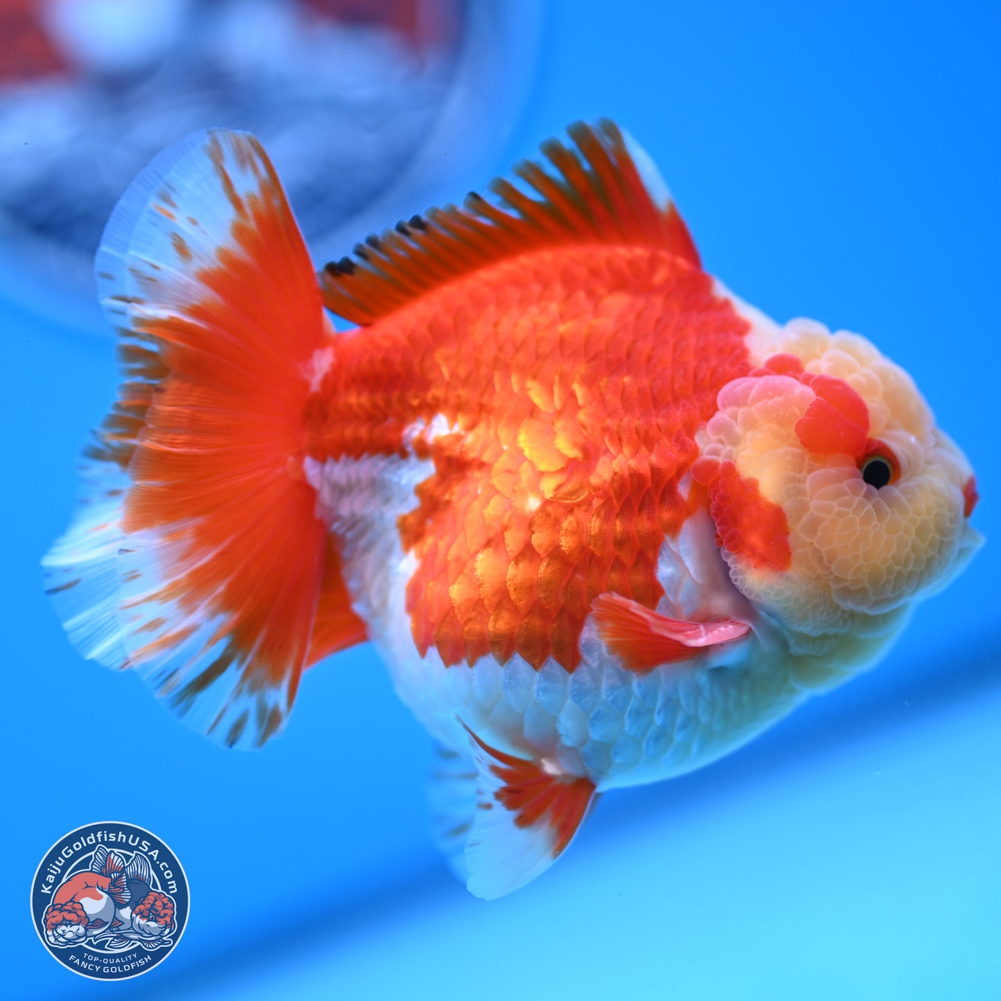 Jade Head Red White YuanBao Oranda 3.5 inches Body - Male (250228_OR04)