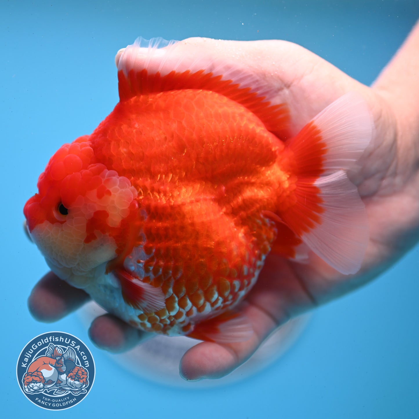 Red White YuanBao Oranda 4 inches Body (250509_OR04)