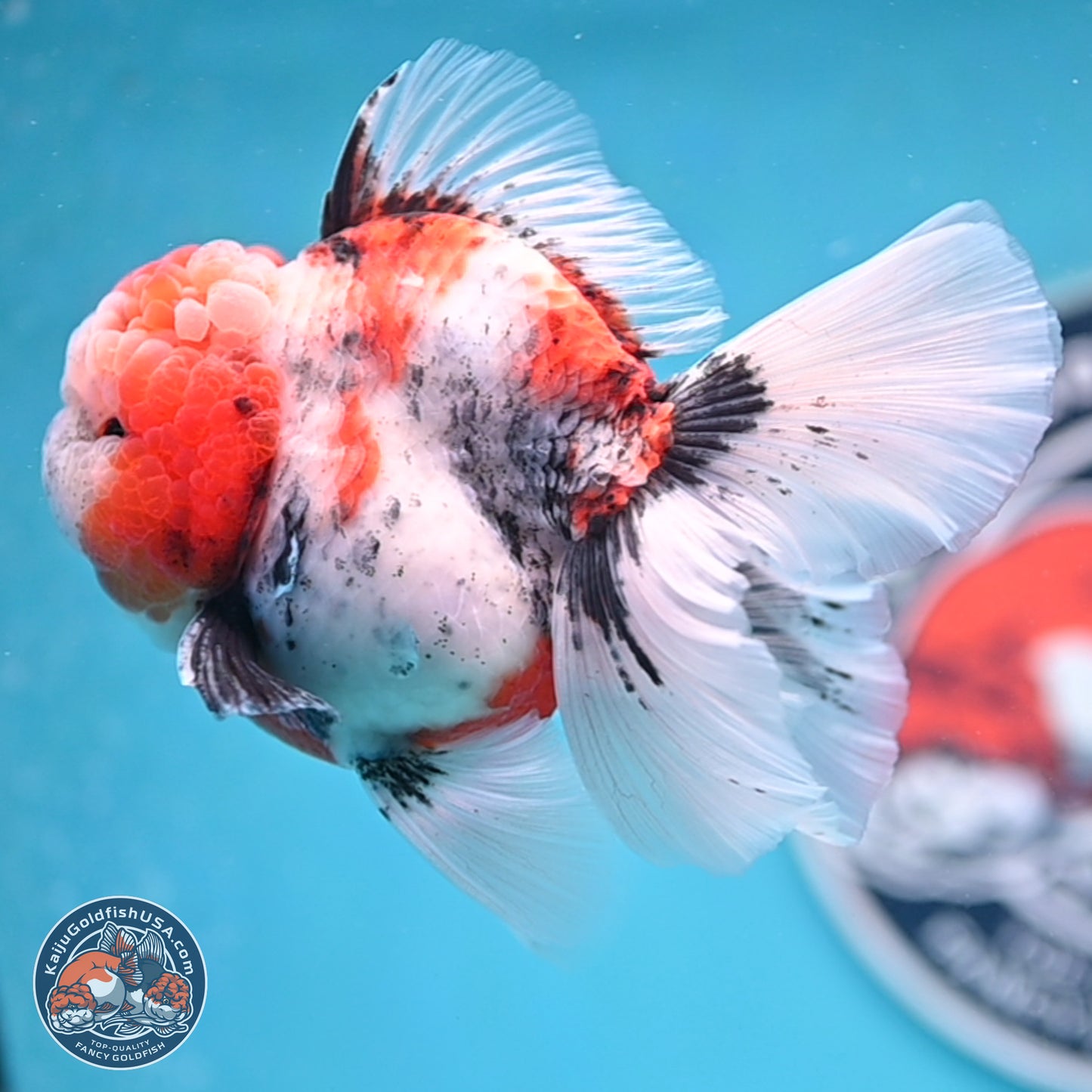 Tricolor Tiger Rose Tail Oranda 3.5 inches Body - Male (250404_OR04)
