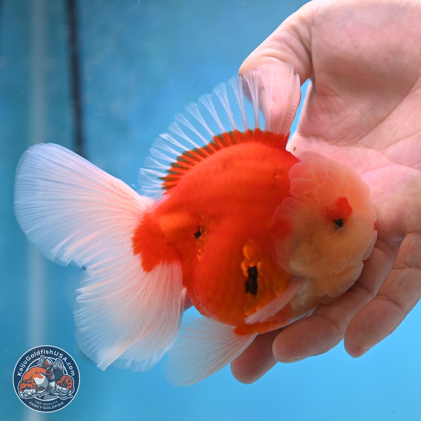 Sakura Rose Tail Oranda 3.5 inches Body - Male (250207_OR04)