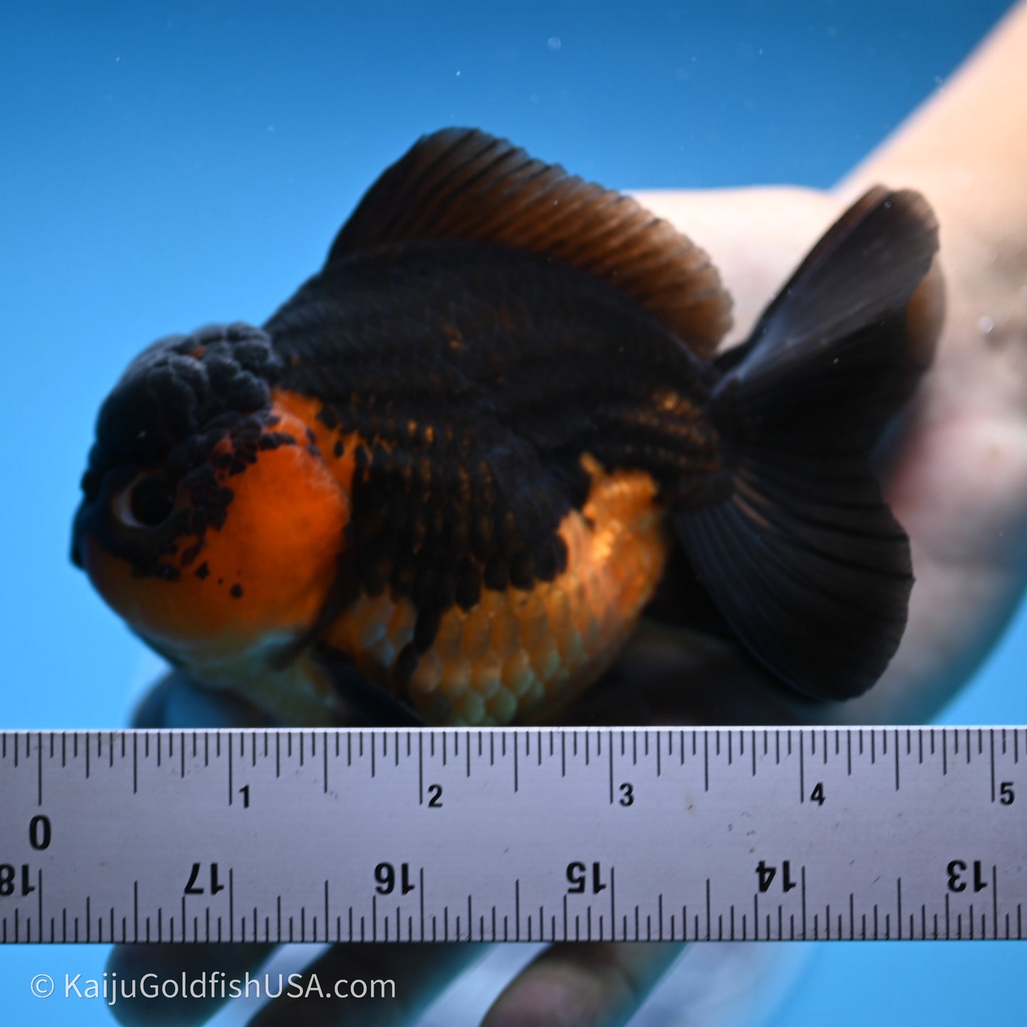 Shogun Godzilla Apache Oranda 3.5in Body (240719_OR04) - Kaiju Goldfish USA