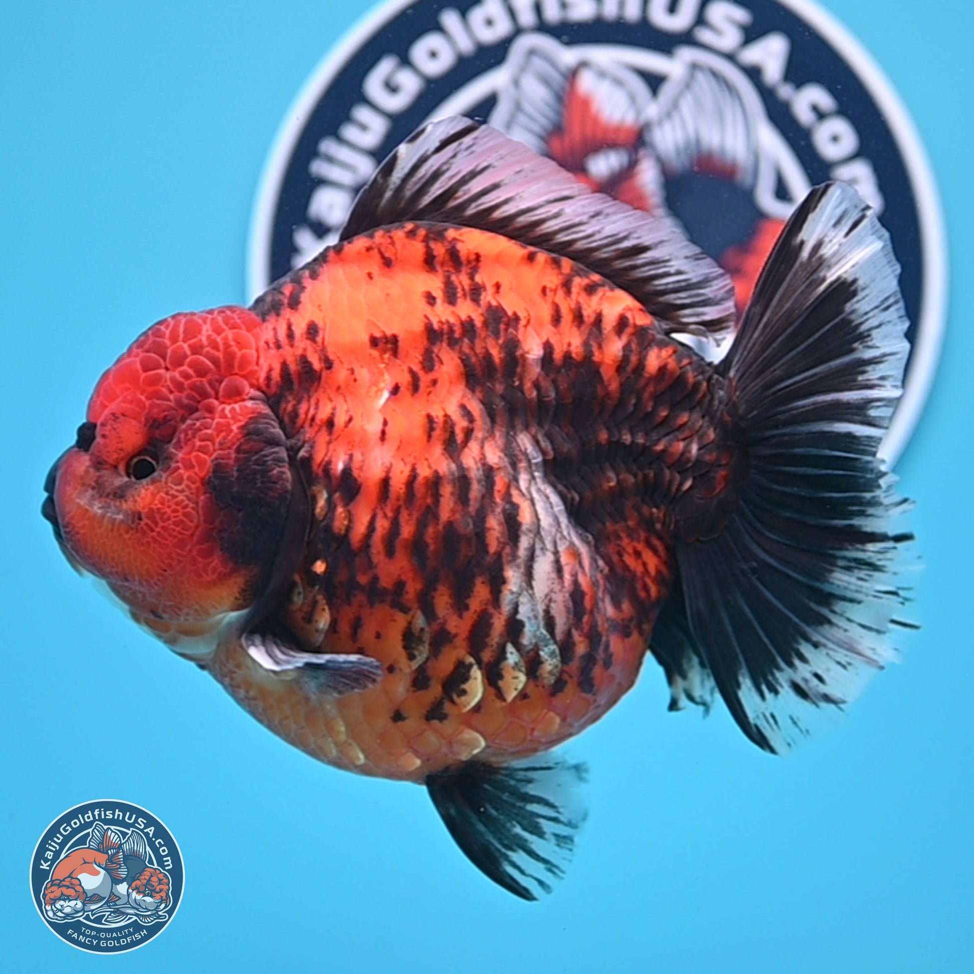 Jumbo Shogun Godzilla Red Kirin Oranda 5.2in Body (240823_OR4)- Overnight shipping only - Kaiju Goldfish USA