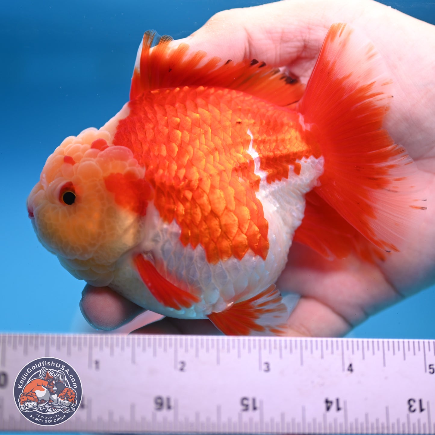 Jade Head Red White YuanBao Oranda 3.5 inches Body - Male (250228_OR04)