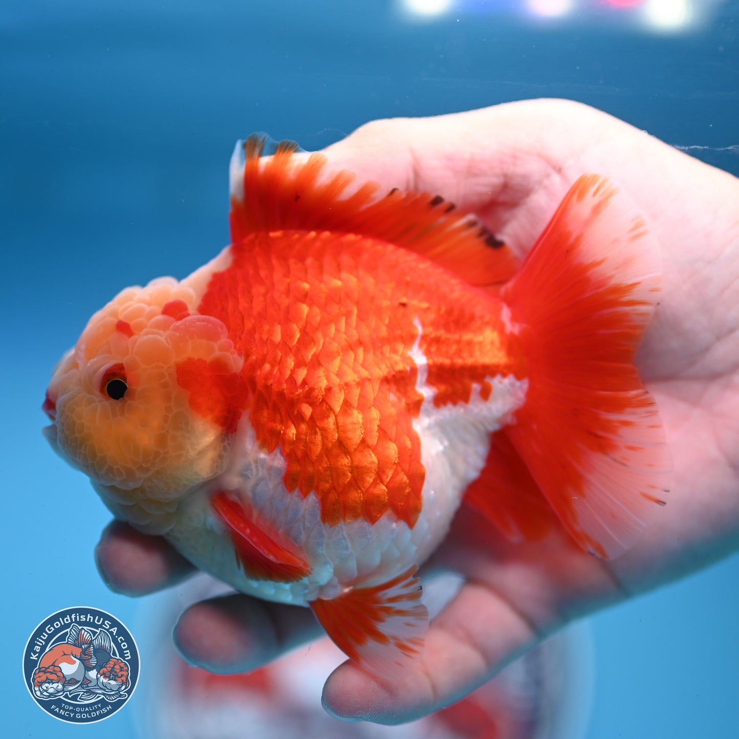 Jade Head Red White YuanBao Oranda 3.5 inches Body - Male (250228_OR04)