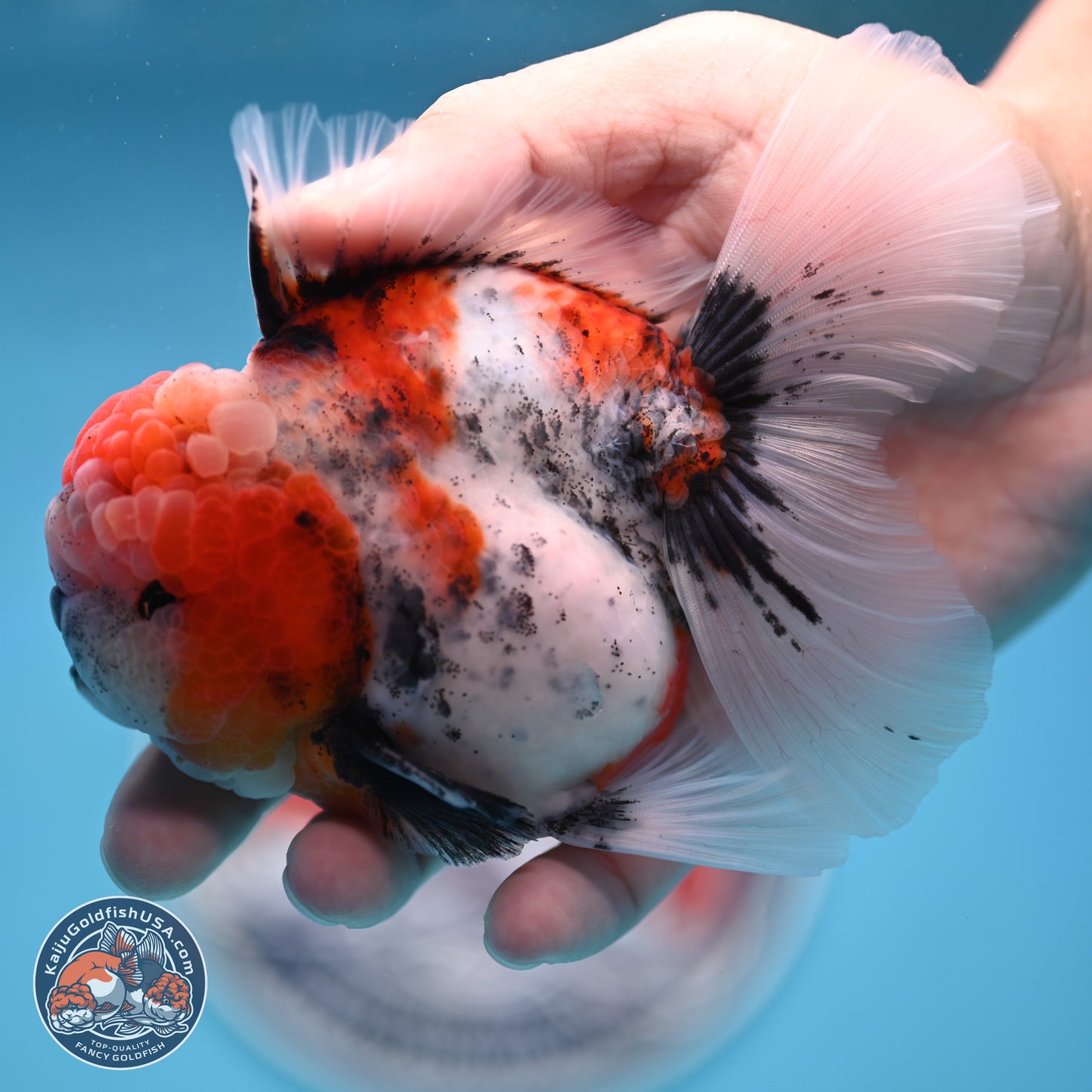 Tricolor Tiger Rose Tail Oranda 3.5 inches Body - Male (250404_OR04)