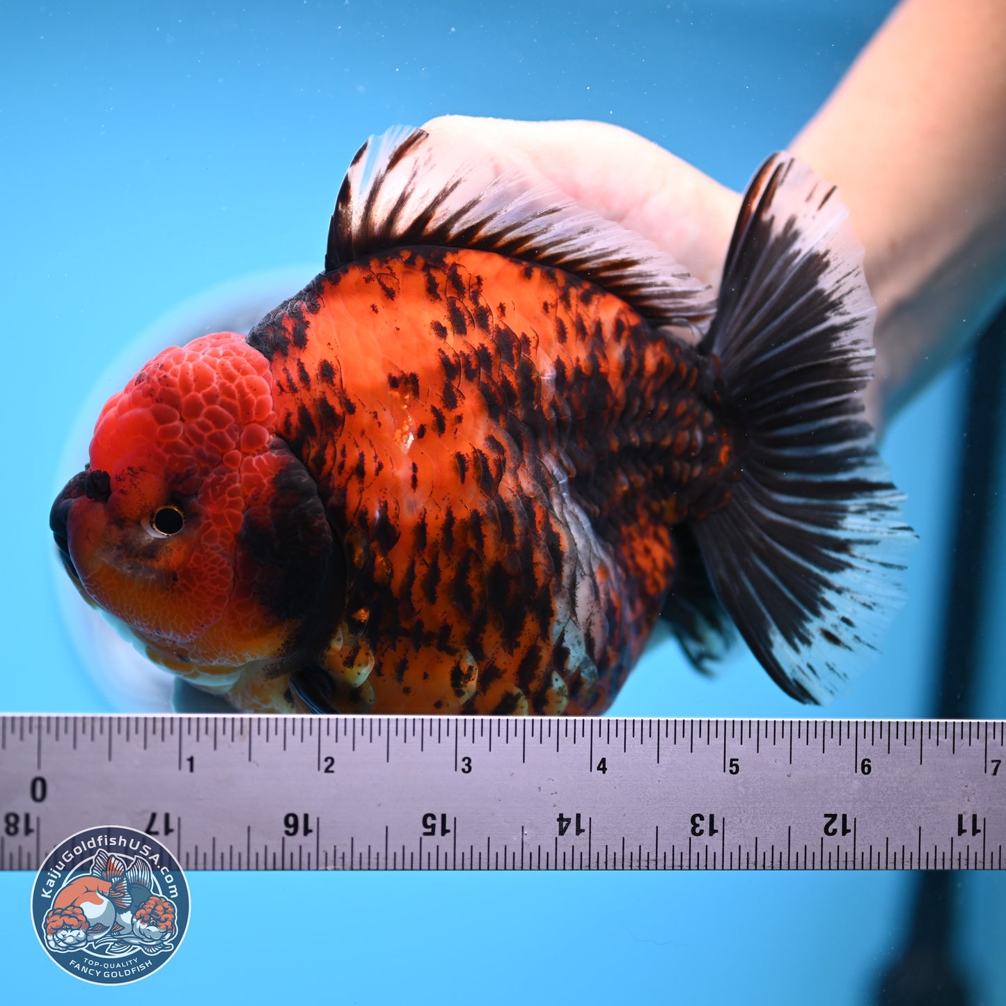 Jumbo Shogun Godzilla Red Kirin Oranda 5.2in Body (240823_OR4)- Overnight shipping only - Kaiju Goldfish USA