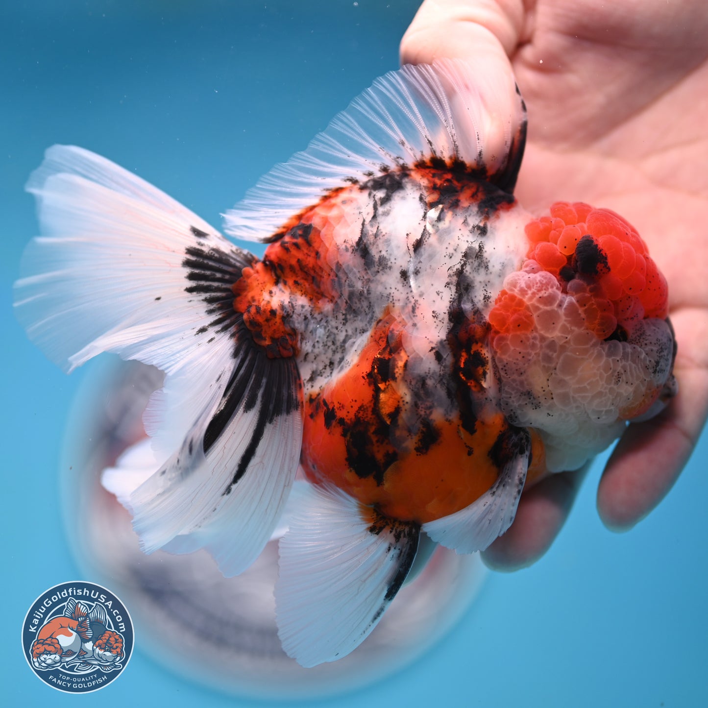 Tricolor Tiger Rose Tail Oranda 3.5 inches Body - Male (250404_OR04)