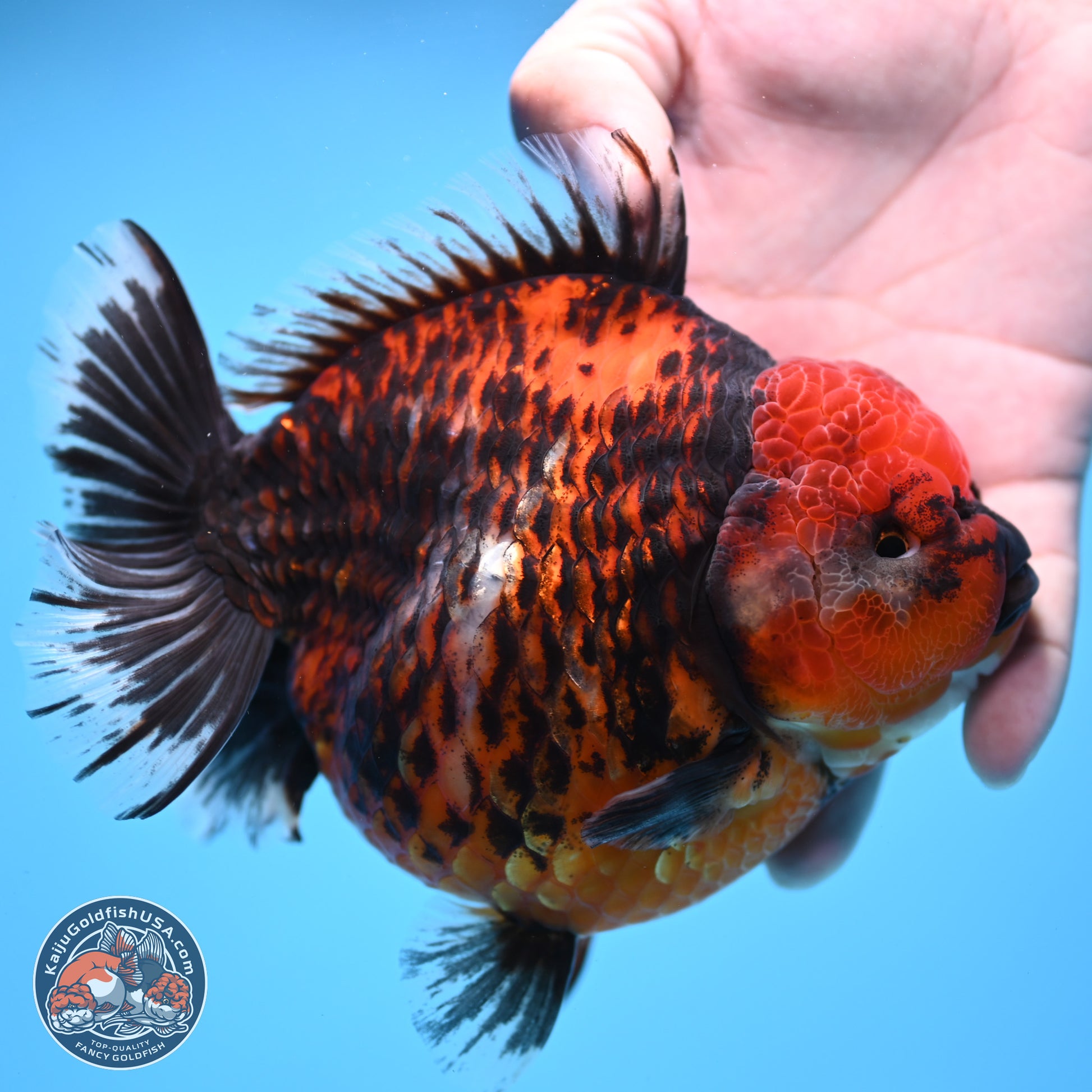 Jumbo Shogun Godzilla Red Kirin Oranda 5.2in Body (240823_OR4)- Overnight shipping only - Kaiju Goldfish USA