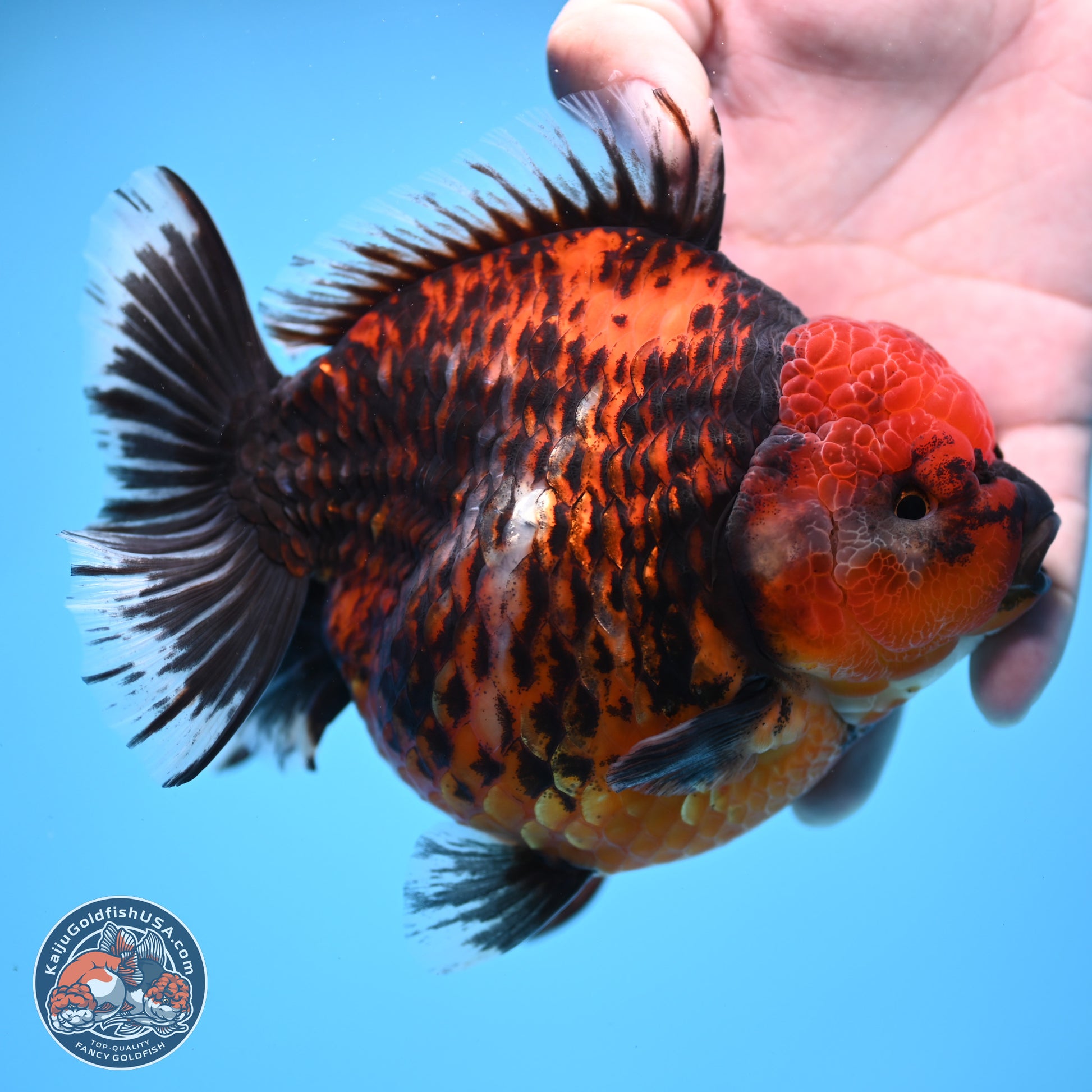 Jumbo Shogun Godzilla Red Kirin Oranda 5.2in Body (240823_OR4)- Overnight shipping only - Kaiju Goldfish USA