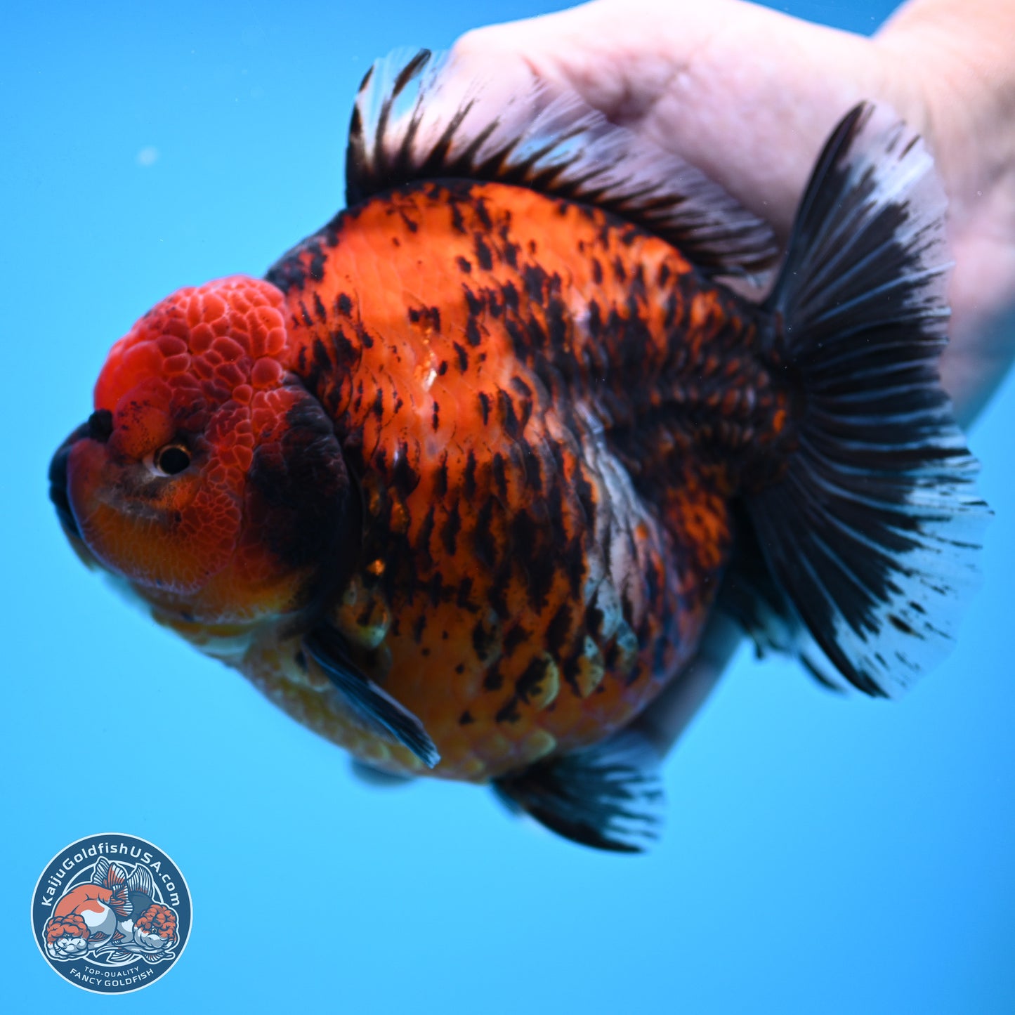 Jumbo Shogun Godzilla Red Kirin Oranda 5.2in Body (240823_OR4)- Overnight shipping only - Kaiju Goldfish USA